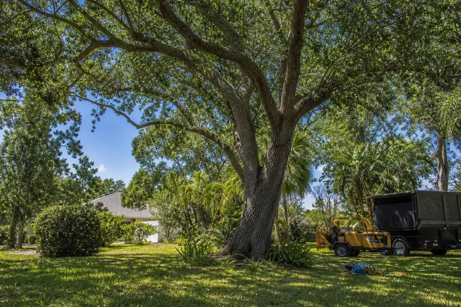 Mature Florida tree in a residential yard during a discussion of importance of land clearing for builders in deltona fl