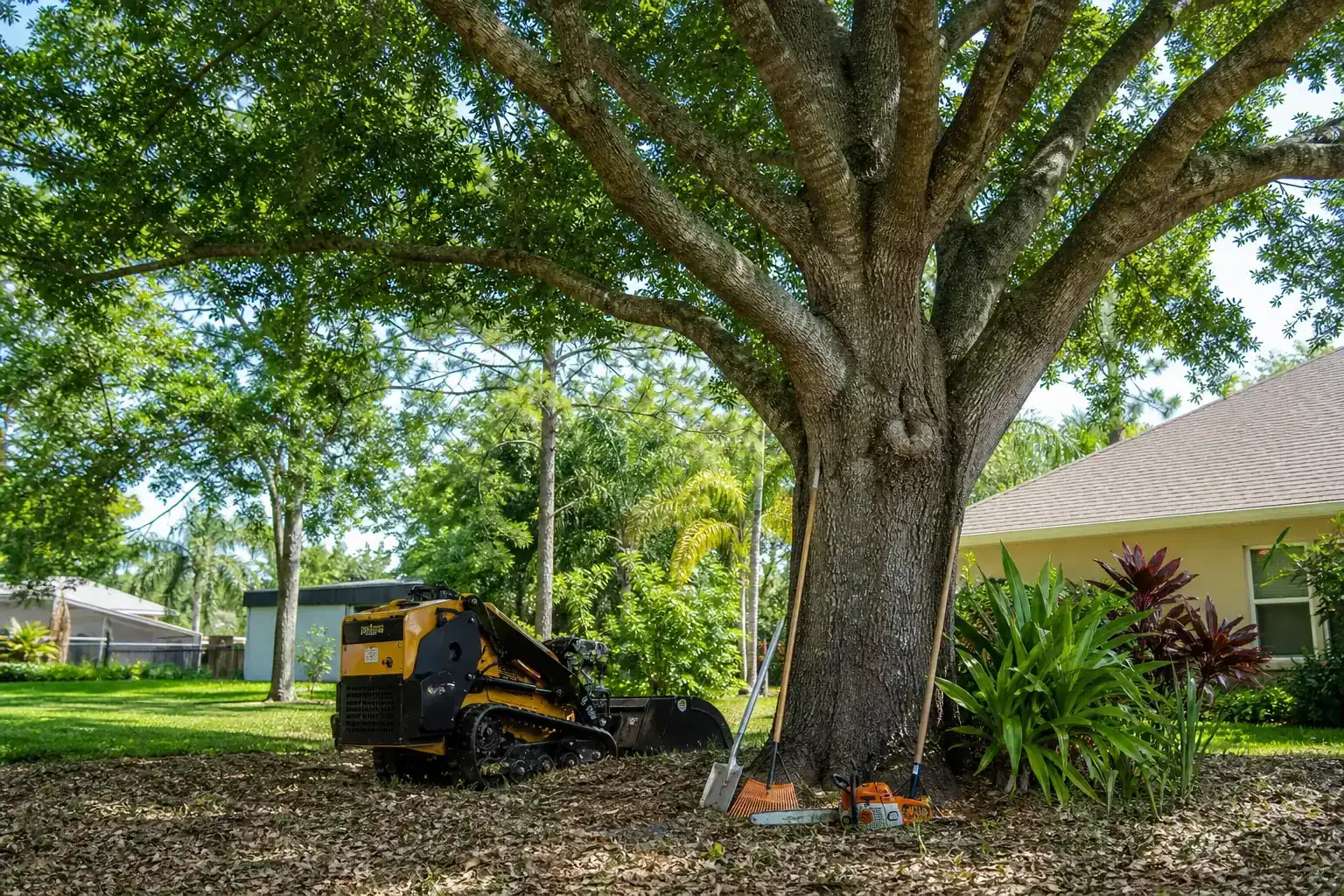 Mature Florida tree in a residential yard illustrating understanding land clearing basics in deltona fl