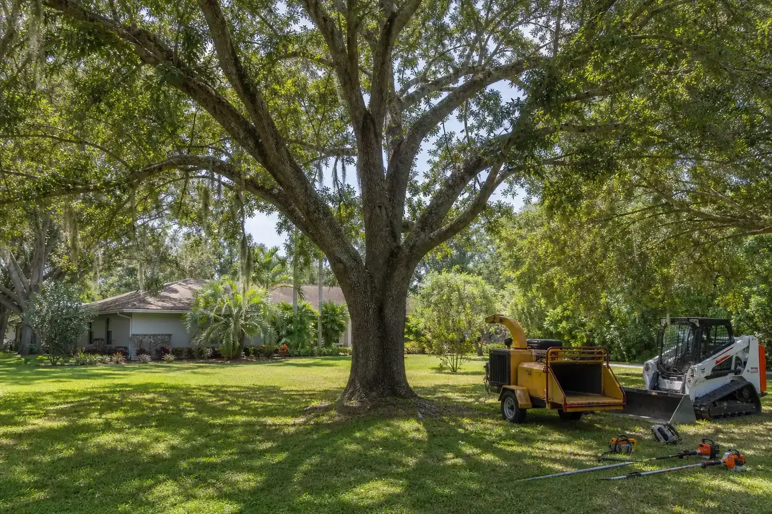 Mature Florida tree in a residential yard for land clearing oak hill fl for developers Mature Florida tree in a residential yard for land clearing oak hill fl for developers