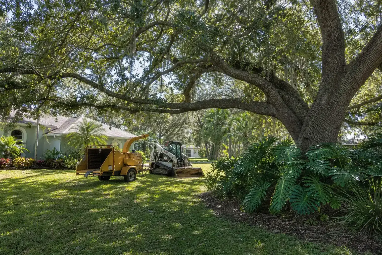 Mature Florida tree in a residential yard during a discussion of benefits of professional land clearing services in central fl