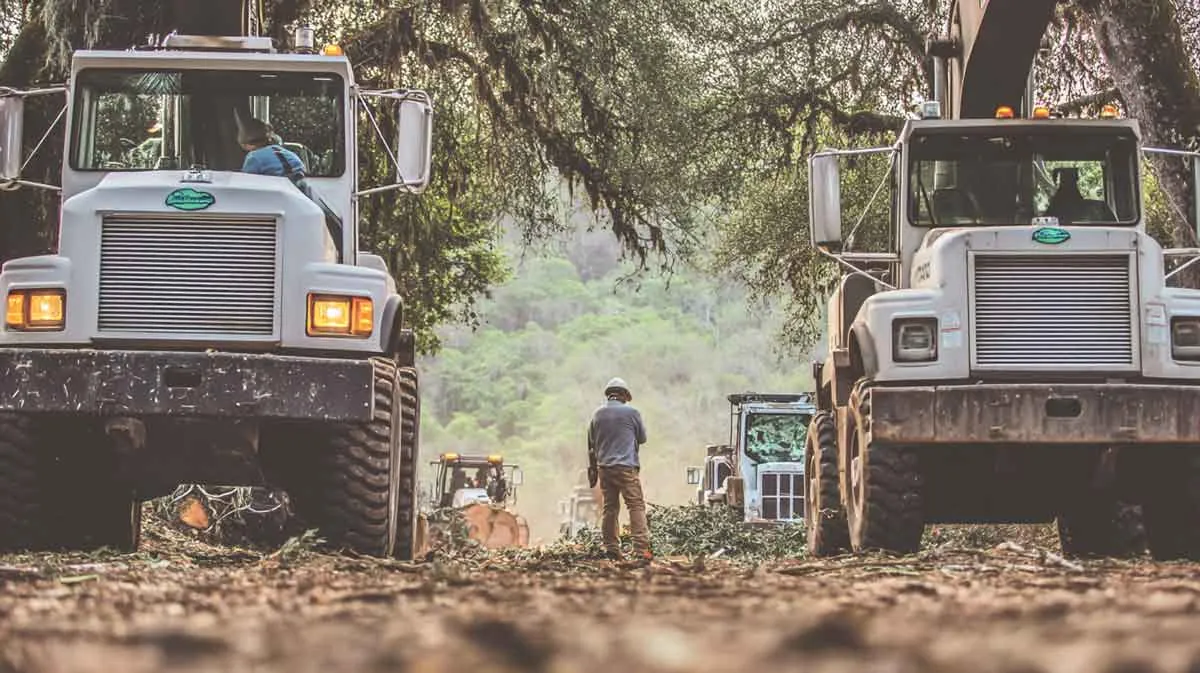 Trees and tree care related to Land Clearing Services in Central FL