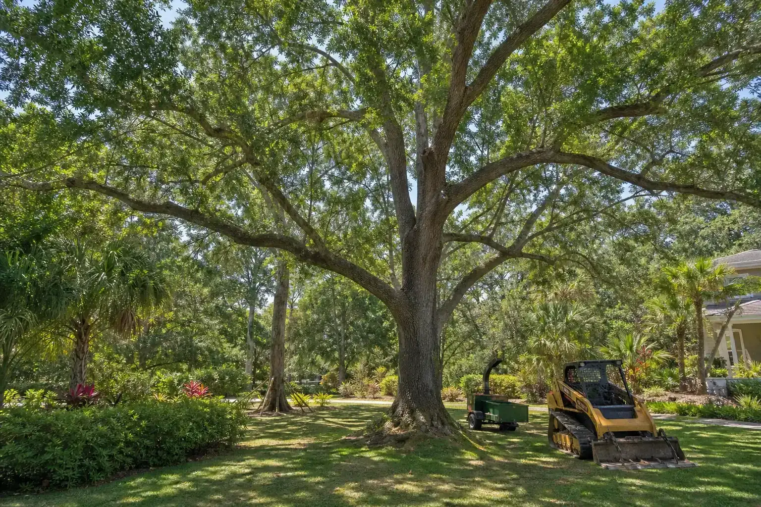 Mature Florida tree in a residential yard for land clearing services in central florida | full prep