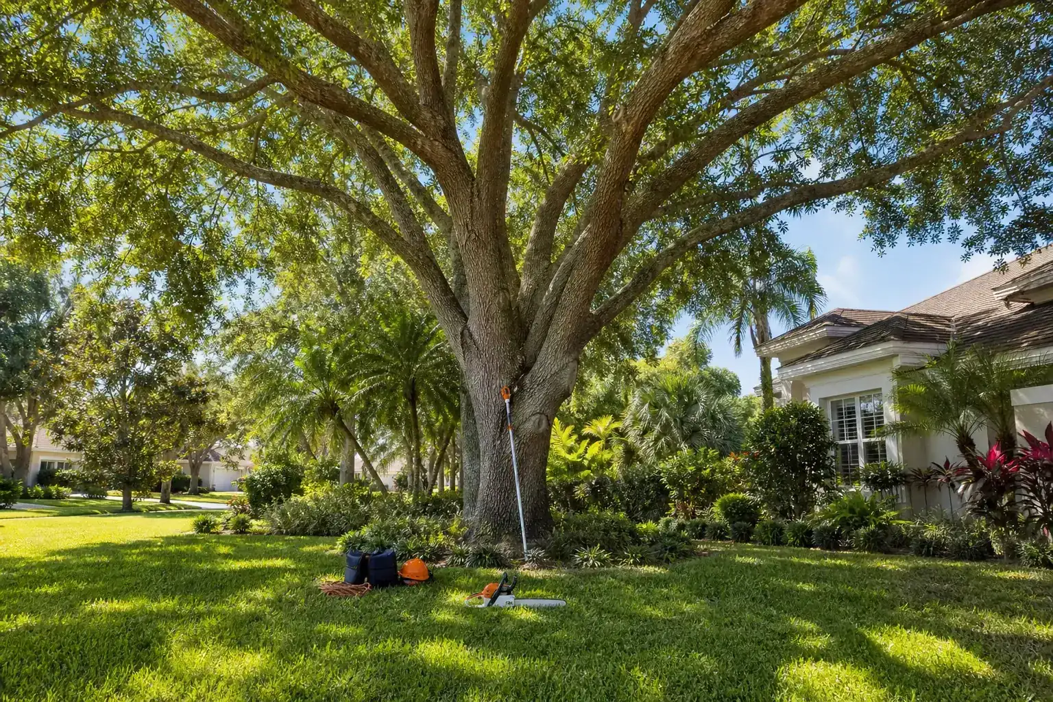 Mature Florida tree in a residential yard for local tree services near me in daytona beach, fl