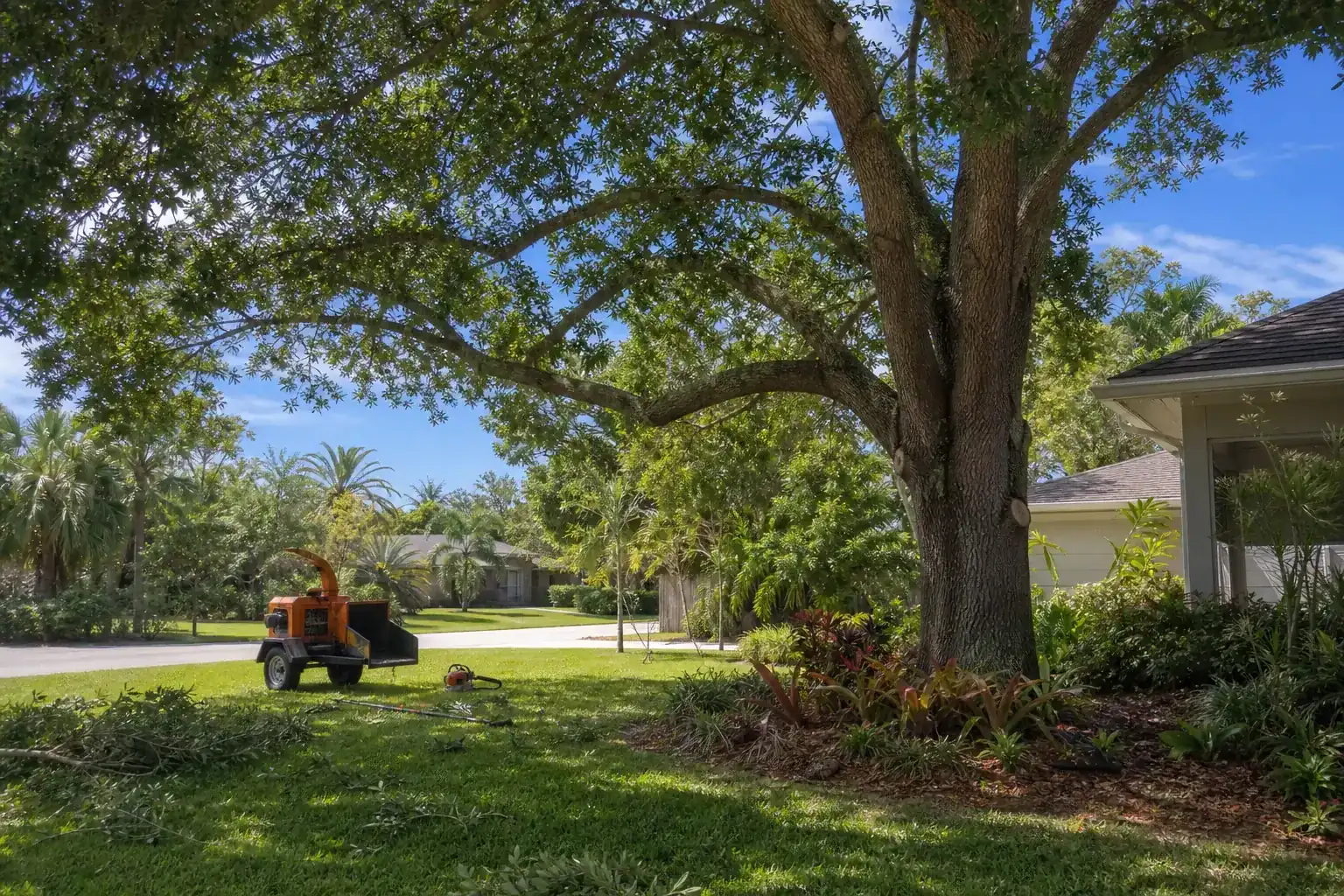 Mature Florida tree in a residential yard during a discussion of key factors in choosing a tree service provider