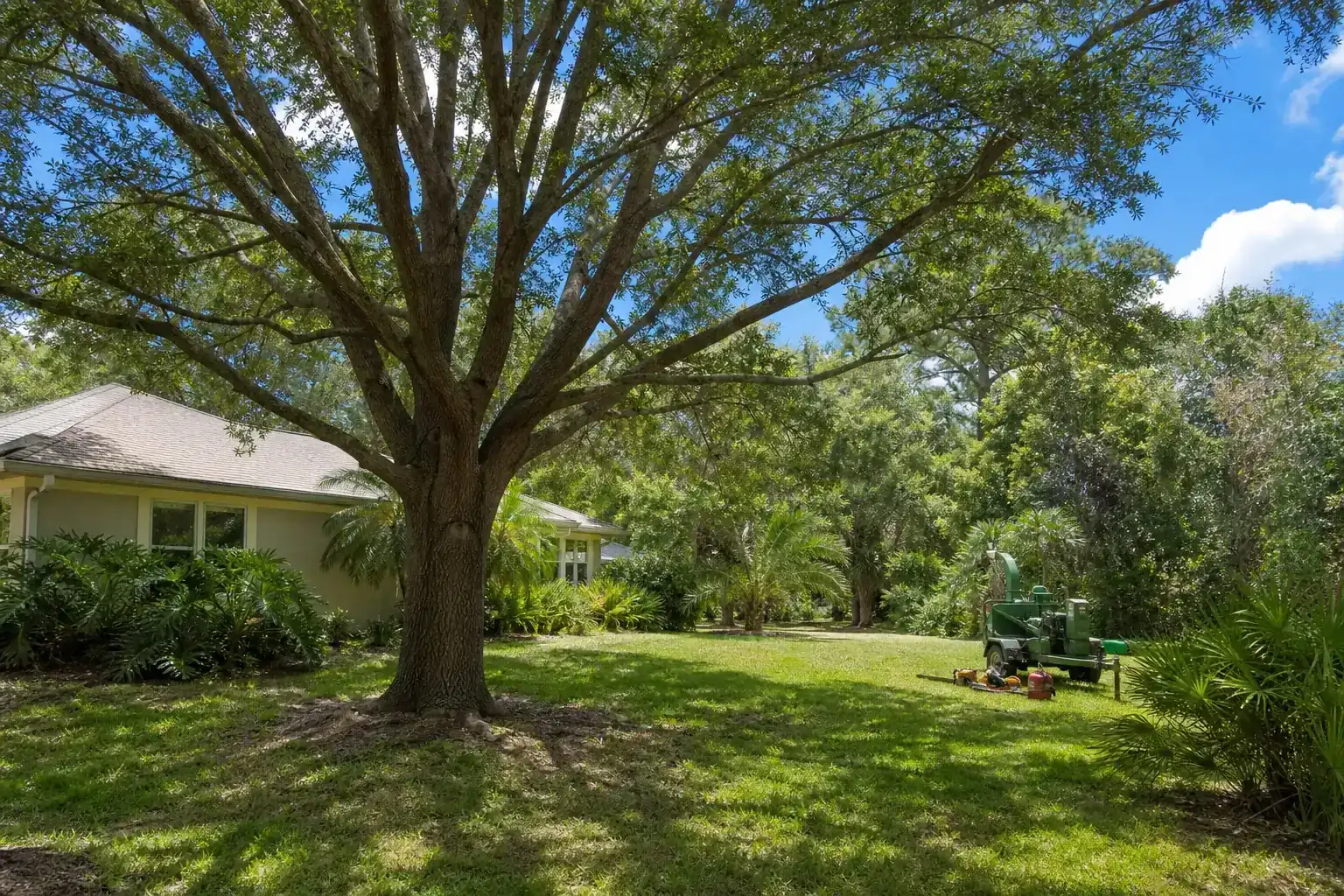 Mature Florida tree in a residential yard during a discussion of inspect trees before deciding what to clear