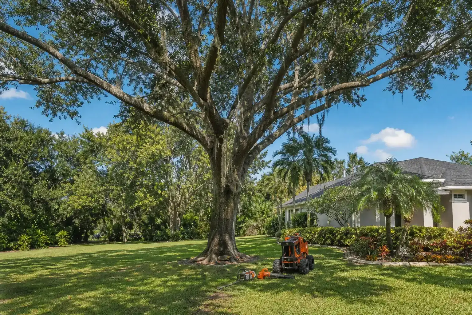 Mature Florida tree in a residential yard for planning lot clearing for safer fire access in florida Mature Florida tree in a residential yard for planning lot clearing for safer fire access in florida