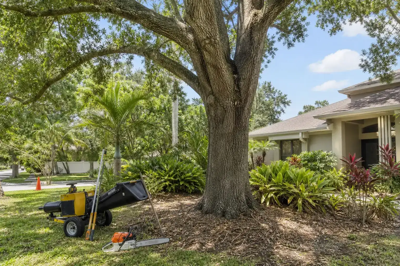 Mature Florida tree in a residential yard illustrating understanding tree removal regulations in orlando, fl