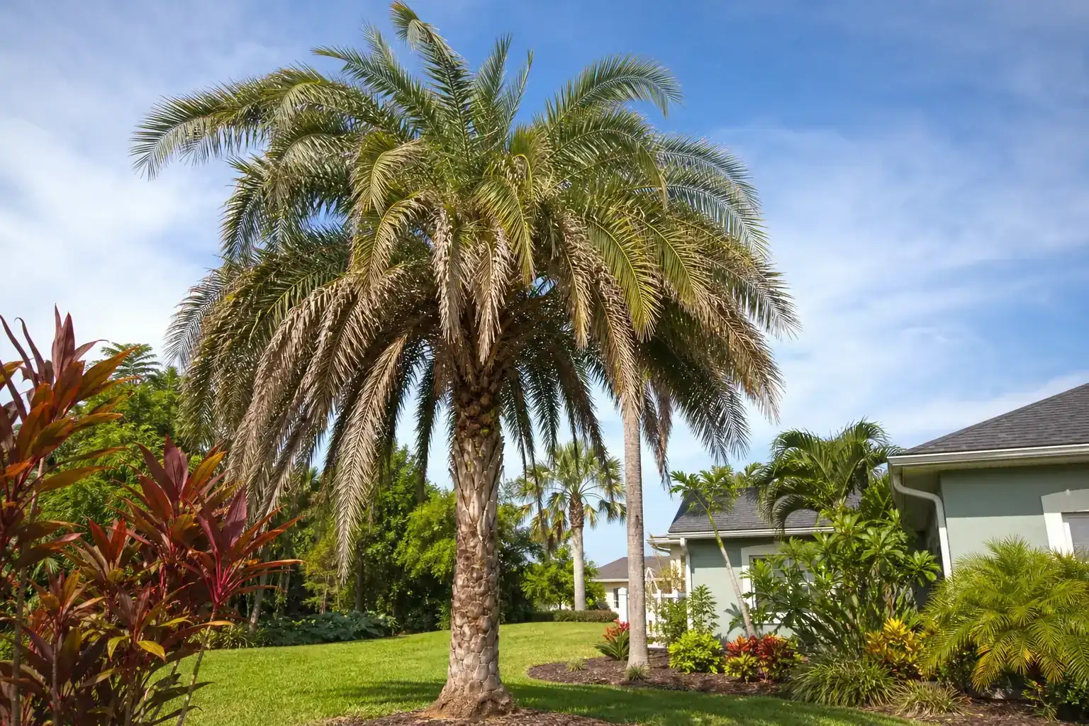 Palm trees in a Central Florida yard during a discussion of benefits of pruning palms in florida