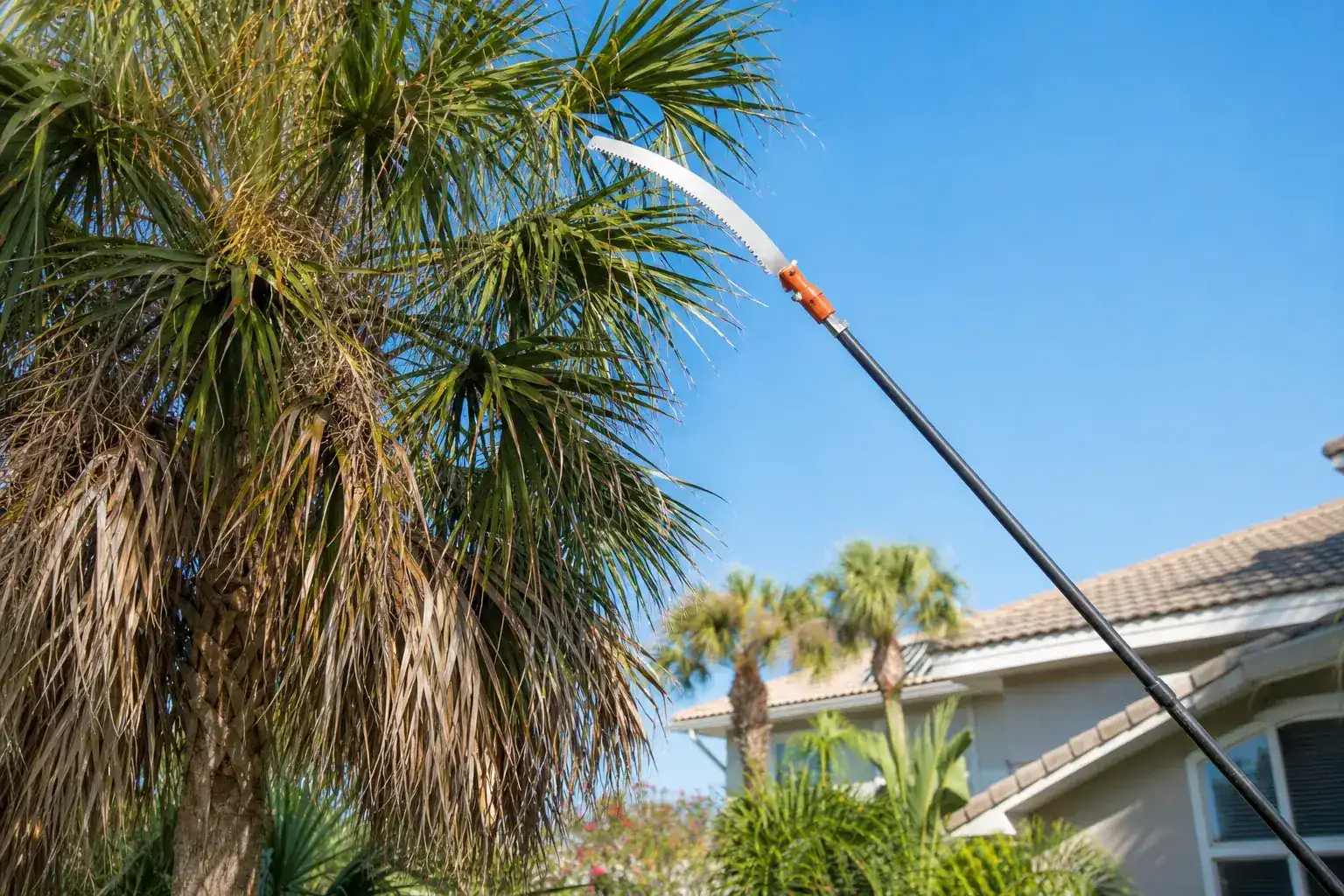 Palm trees in a Central Florida yard illustrating understanding palm pruning basics in new smyrna beach, fl