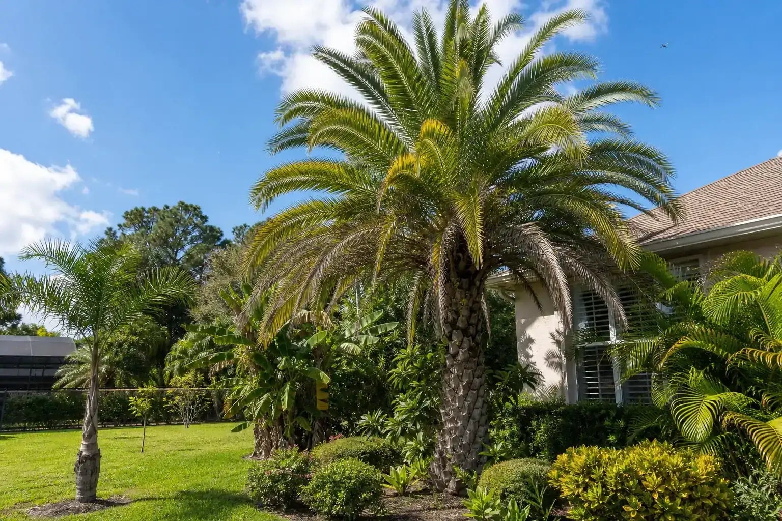 Palm trees in a Central Florida yard during a discussion of benefits of pruning for palm health Palm trees in a Central Florida yard during a discussion of benefits of pruning for palm health