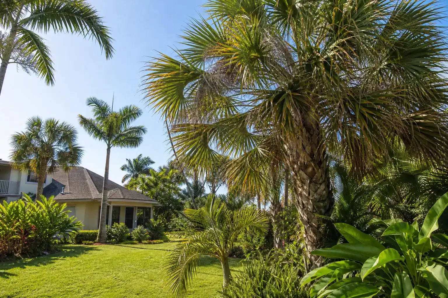 Palm trees in a Central Florida yard during a discussion of benefits of regular palm maintenance in ponce inlet, fl Palm trees in a Central Florida yard during a discussion of benefits of regular palm maintenance in ponce inlet, fl