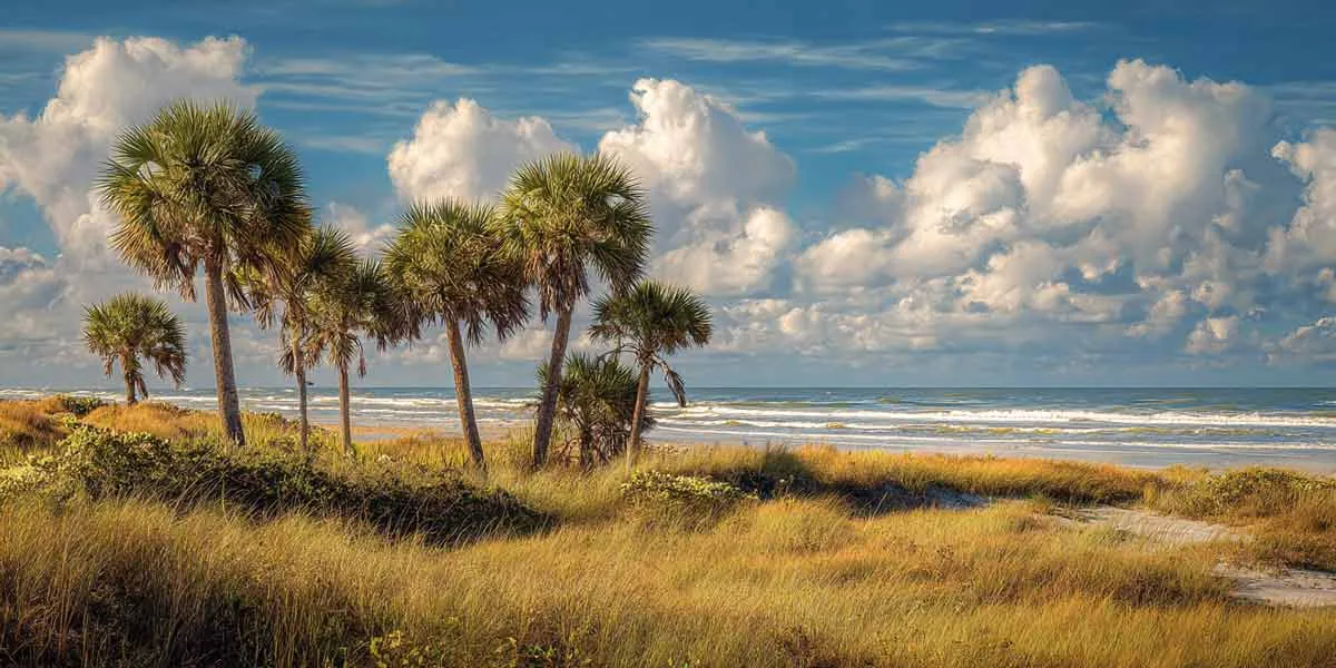 Trees and tree care related to Palm Pruning Ponce Inlet FL for Properties Trees and tree care related to Palm Pruning Ponce Inlet FL for Properties