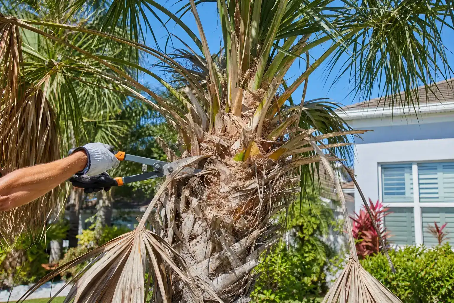 Palm trees in a Central Florida yard illustrating understanding palm pruning in ponce inlet, fl Palm trees in a Central Florida yard illustrating understanding palm pruning in ponce inlet, fl
