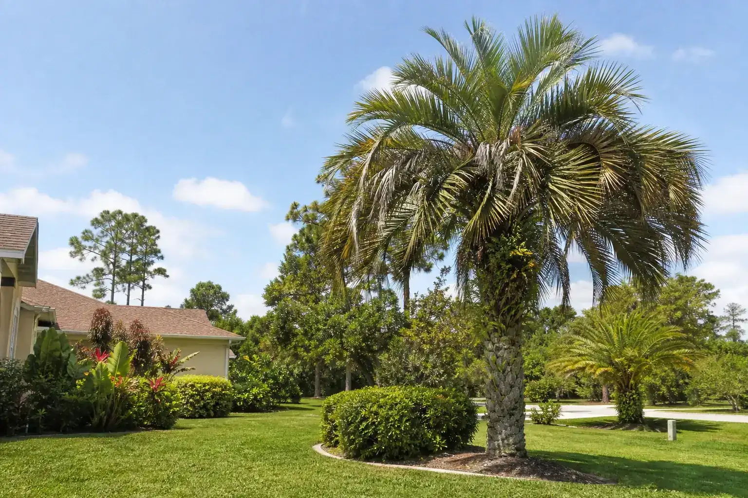 Palm trees in a Central Florida yard during a discussion of benefits of regular palm maintenance in orange city, fl