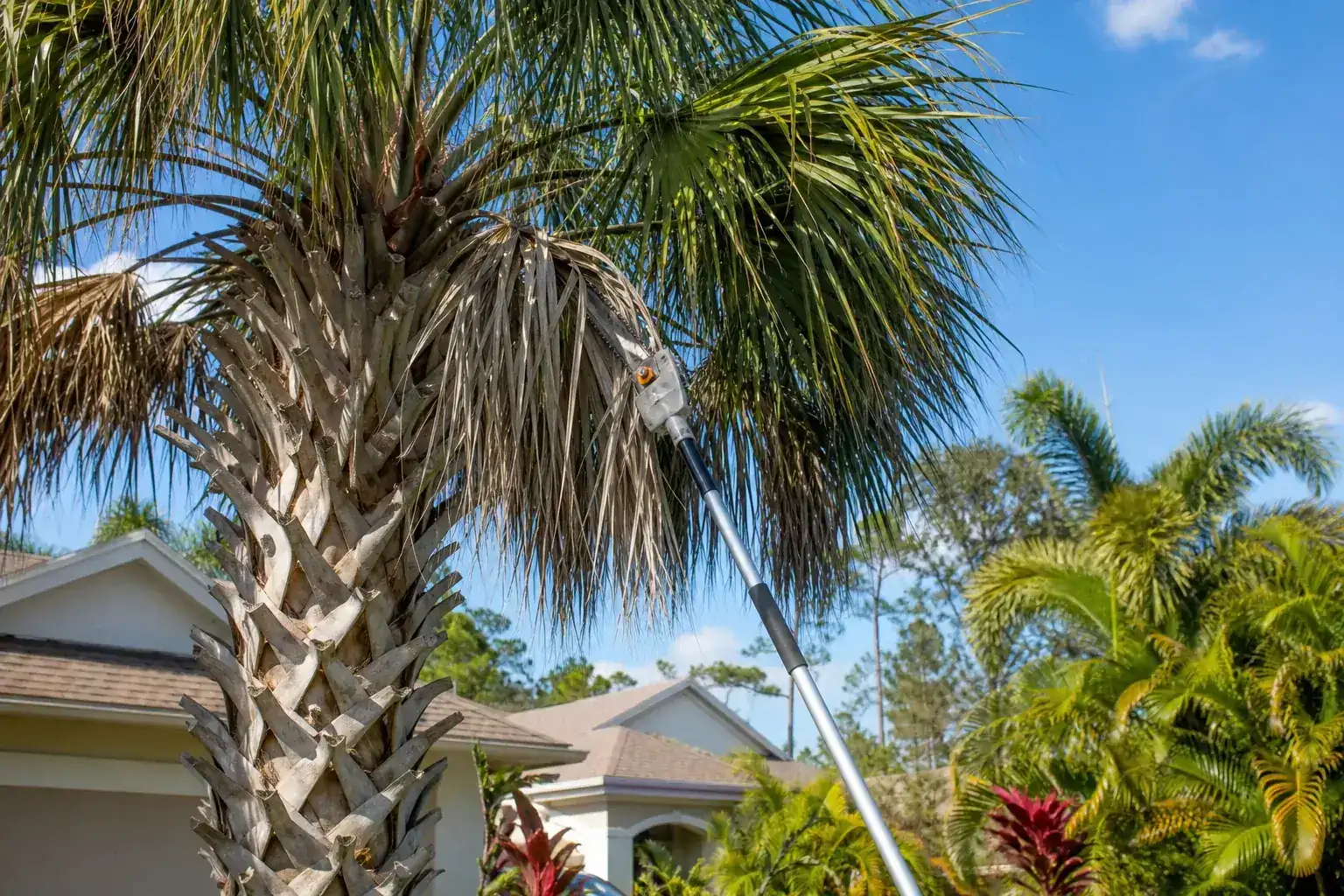 Palm trees in a Central Florida yard illustrating understanding palm trimming in orange city, fl