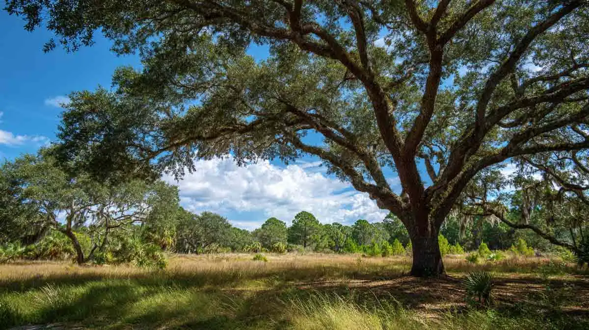 Trees and tree care related to Permit Tree Removal in DeBary FL Made Easy Trees and tree care related to Permit Tree Removal in DeBary FL Made Easy