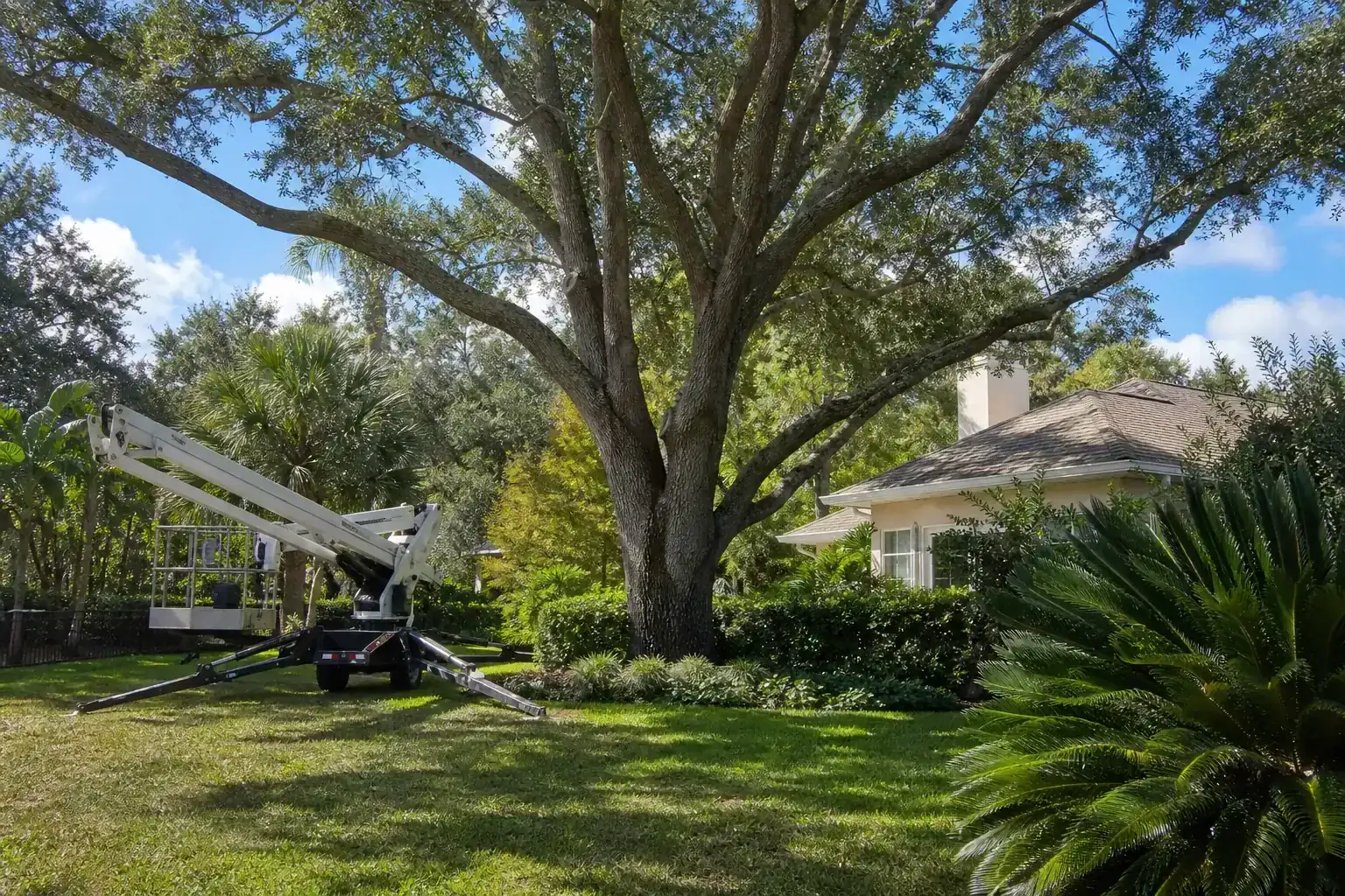 Mature Florida tree in a residential yard during a discussion of benefits of crane-assisted tree removal in central fl Mature Florida tree in a residential yard during a discussion of benefits of crane-assisted tree removal in central fl