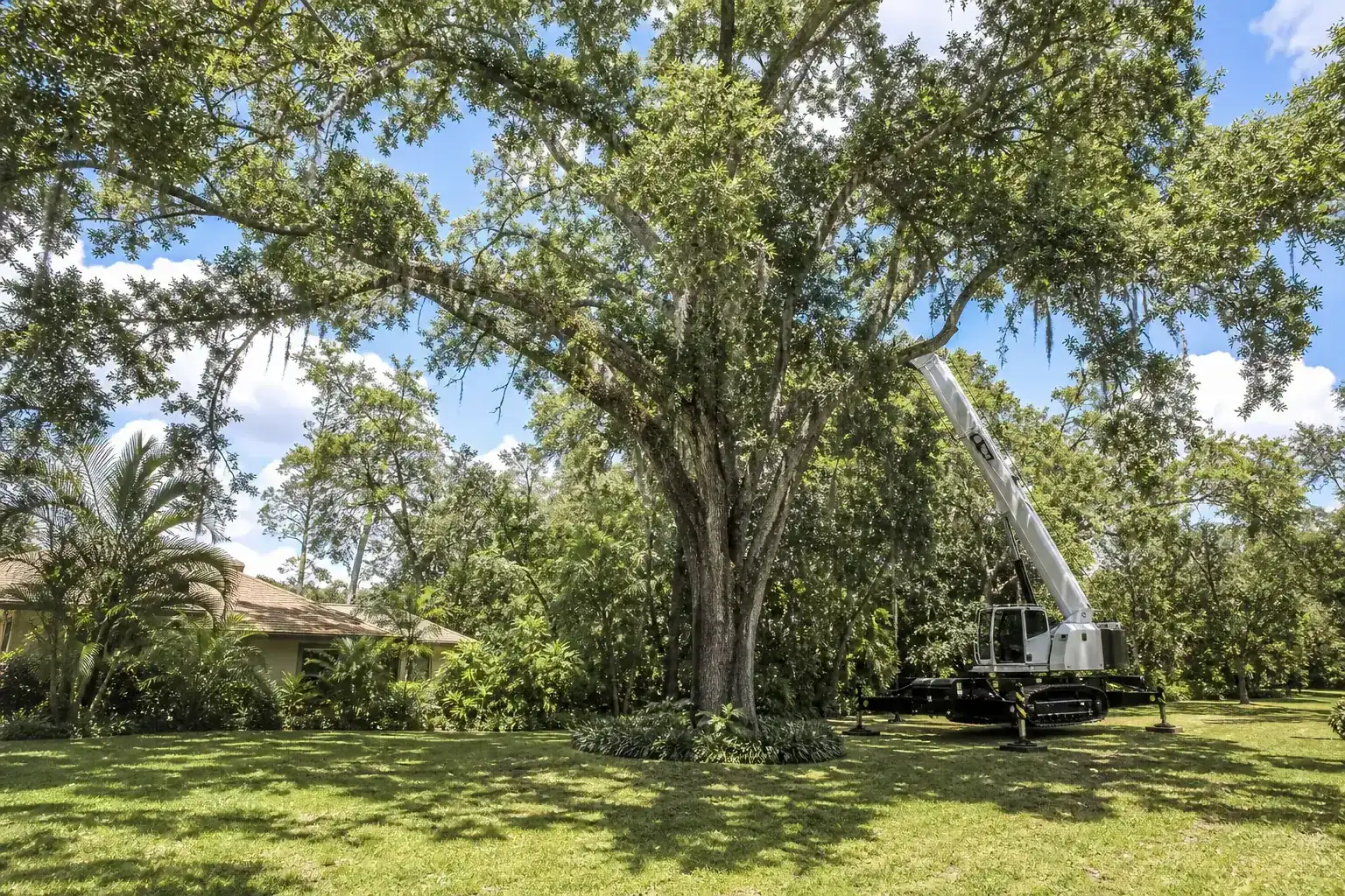 Mature Florida tree in a residential yard for pro crane tree removal in central fl Mature Florida tree in a residential yard for pro crane tree removal in central fl