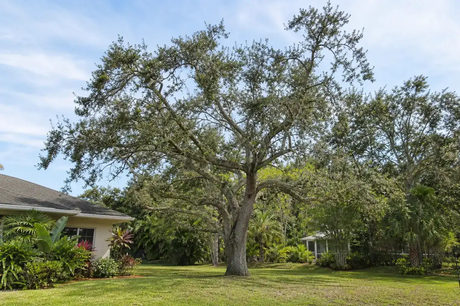Mature Florida shade tree with branches ready for trimming during a discussion of best time for pruning in florida’s climate