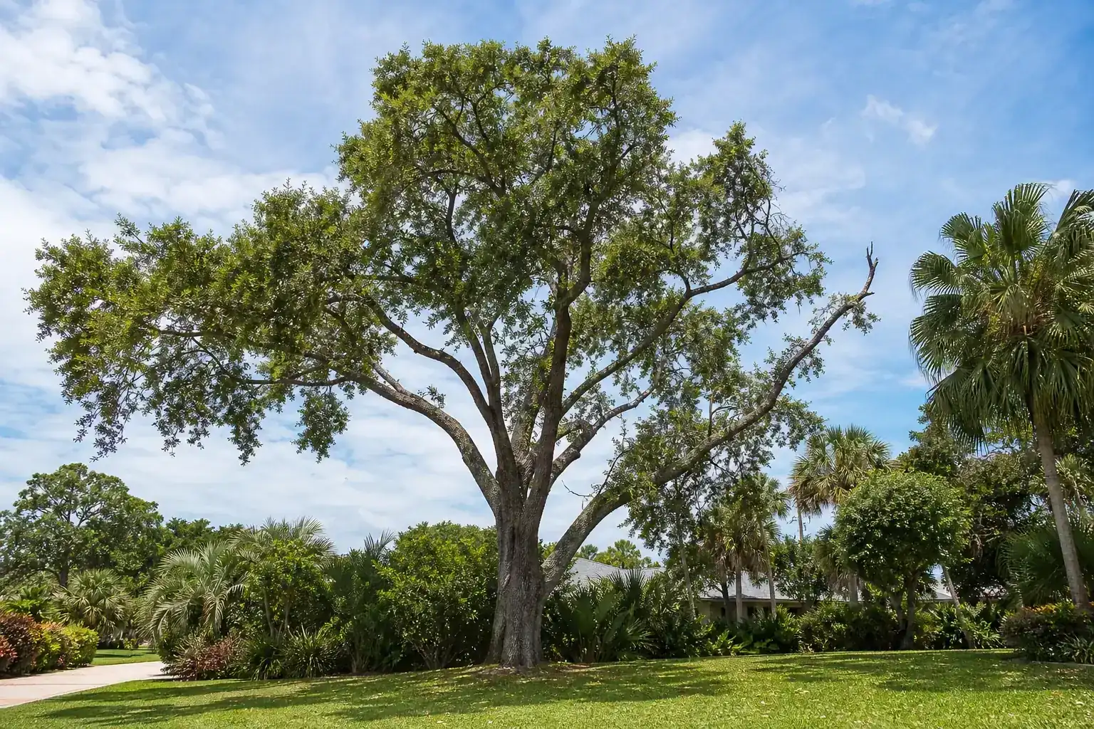 Mature Florida shade tree with branches ready for trimming for prune trees right in daytona beach, fl
