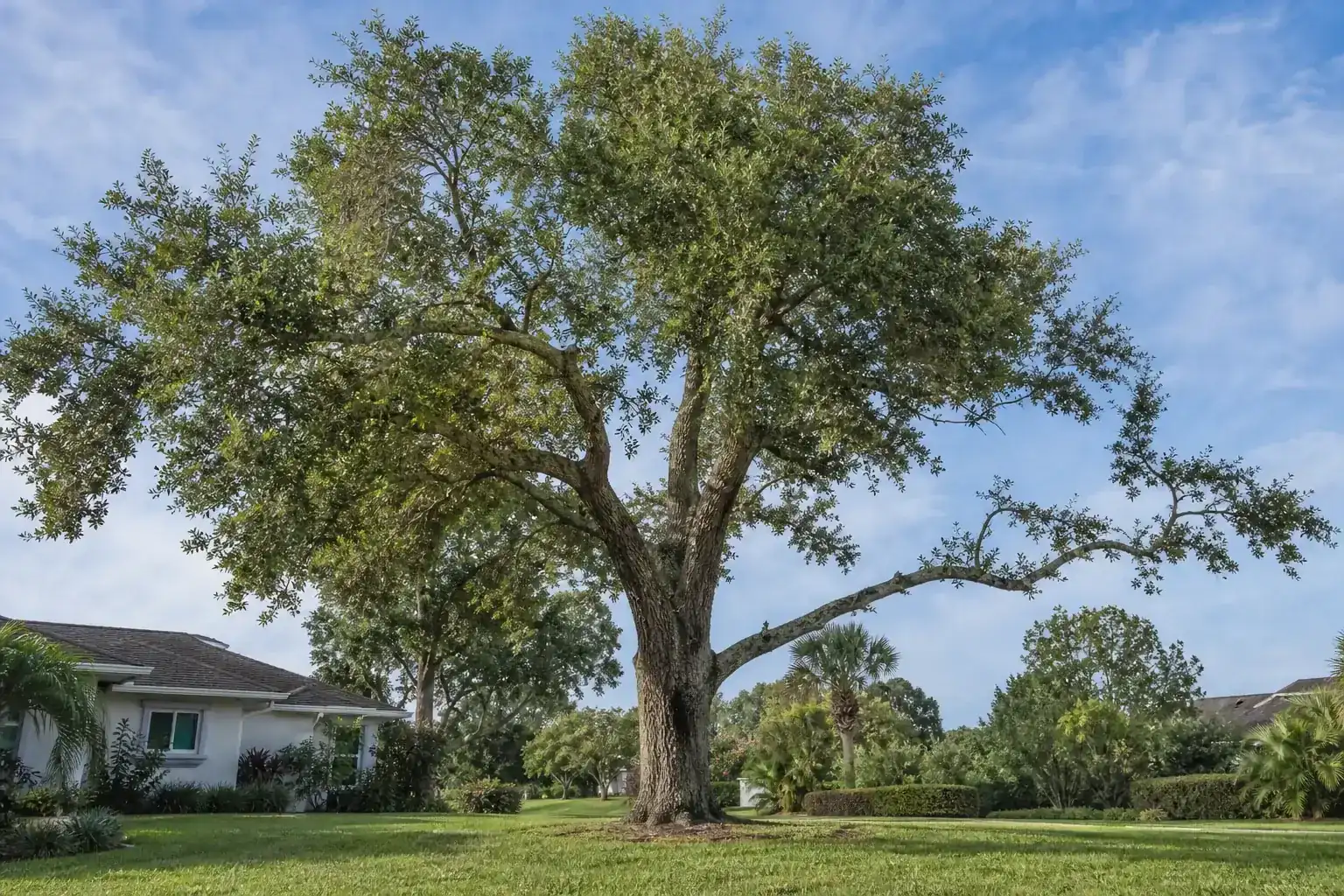 Mature Florida shade tree with branches ready for trimming illustrating importance of pruning trees in daytona beach, fl