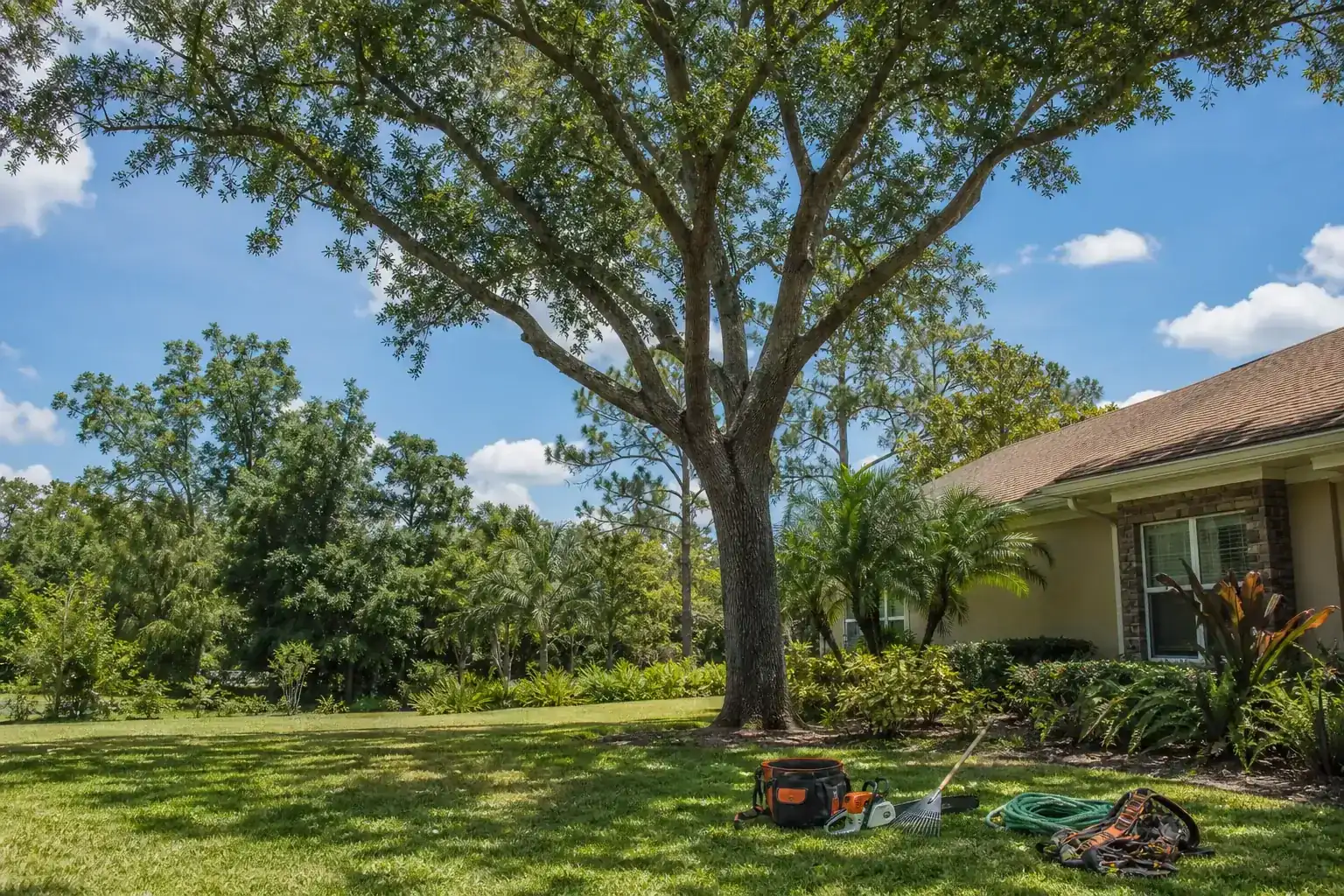 Mature Florida tree in a residential yard for remove hazardous trees in central fl Mature Florida tree in a residential yard for remove hazardous trees in central fl