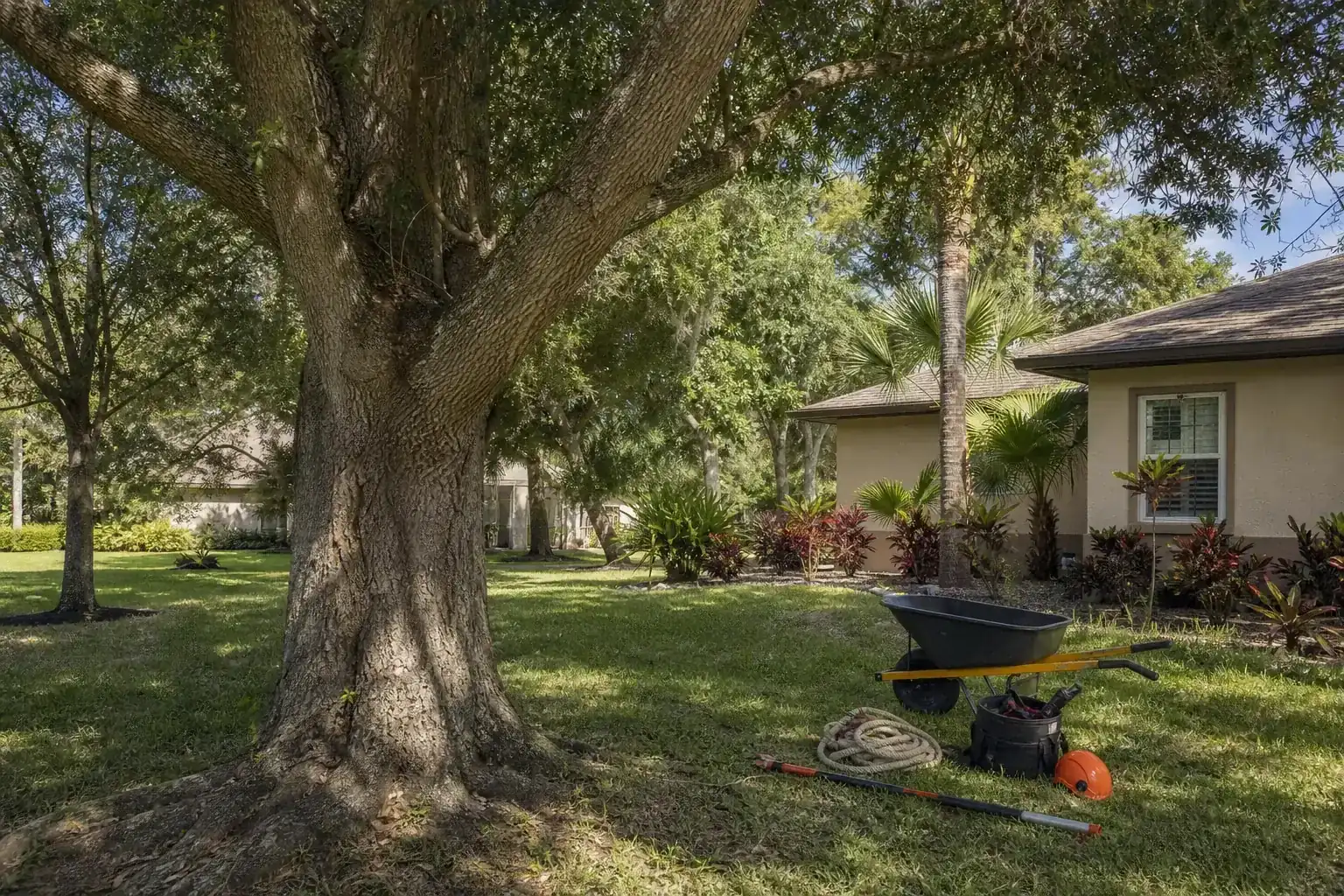 Mature Florida tree in a residential yard illustrating importance of removing hazardous trees in central fl Mature Florida tree in a residential yard illustrating importance of removing hazardous trees in central fl