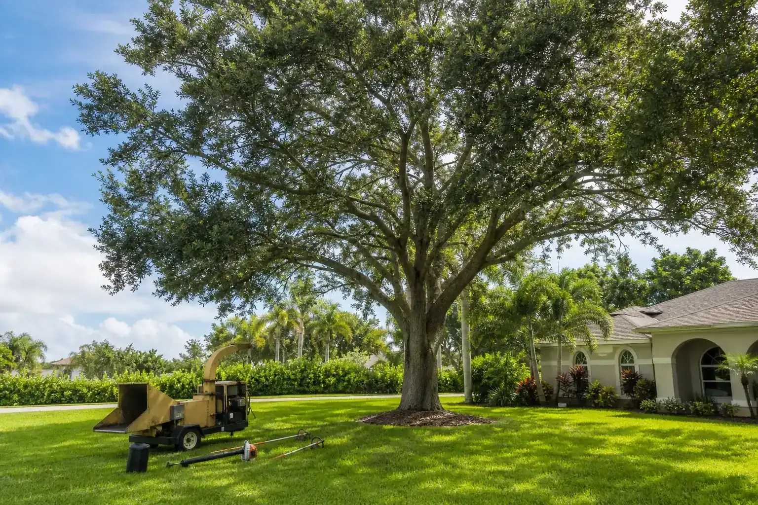 Mature Florida tree in a residential yard for residential tree removal in daytona beach fl