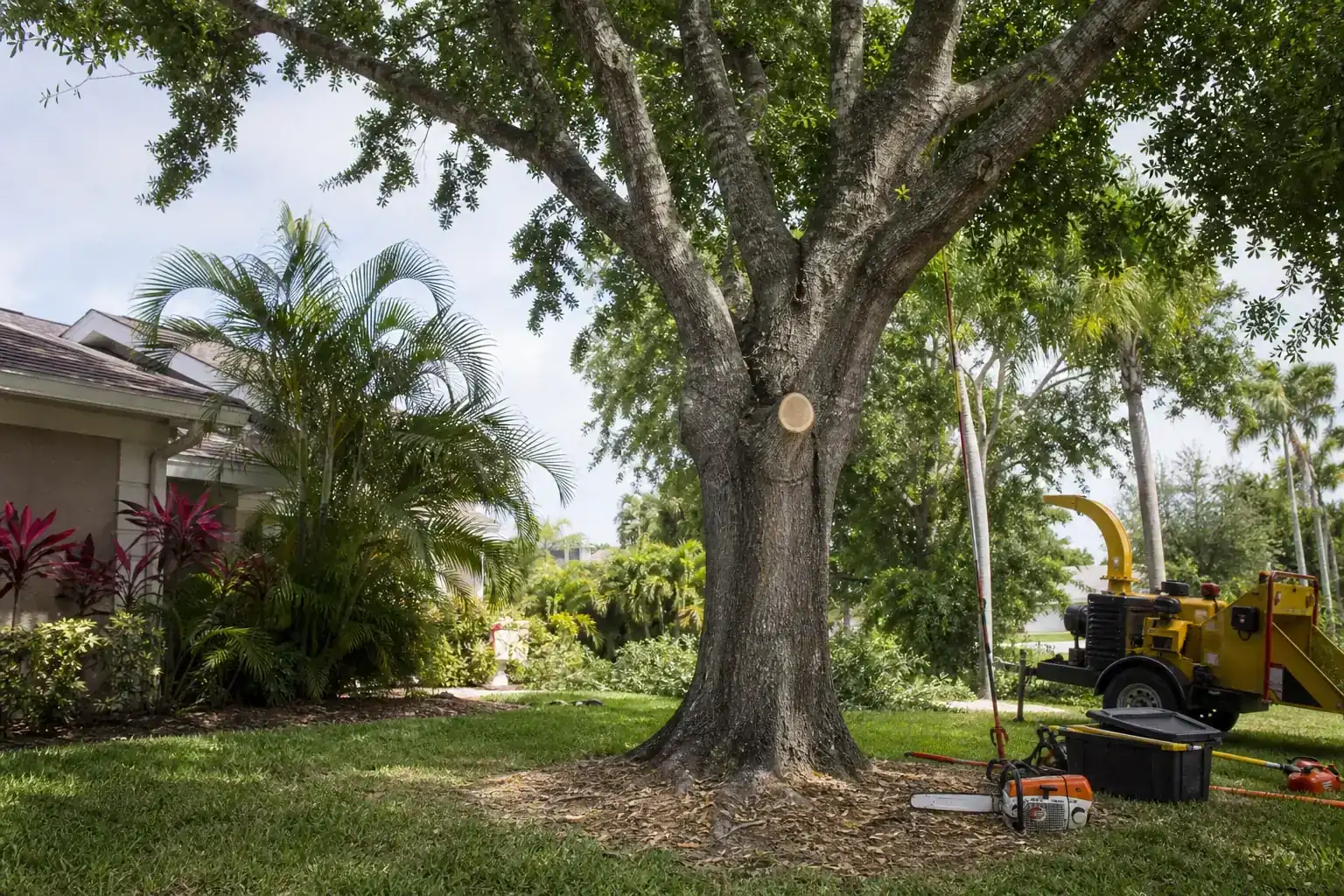 Mature Florida tree in a residential yard illustrating understanding tree removal regulations in daytona