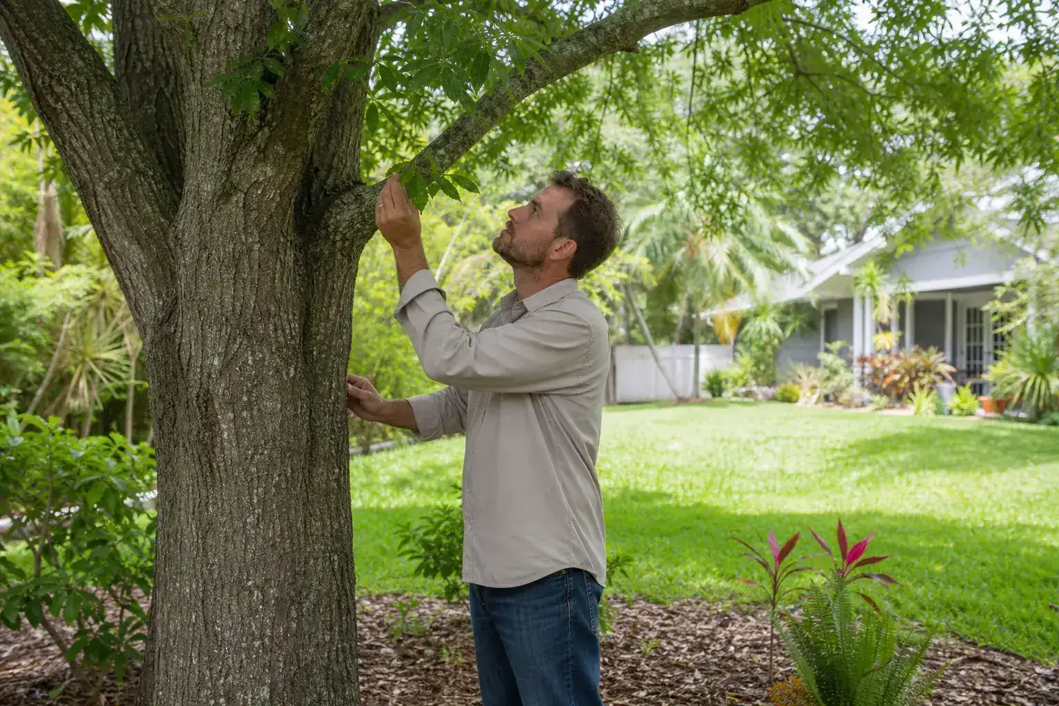 Tree care professional inspecting a mature shade tree during a discussion of why choose professional arborists in daytona beach, fl? Tree care professional inspecting a mature shade tree during a discussion of why choose professional arborists in daytona beach, fl?