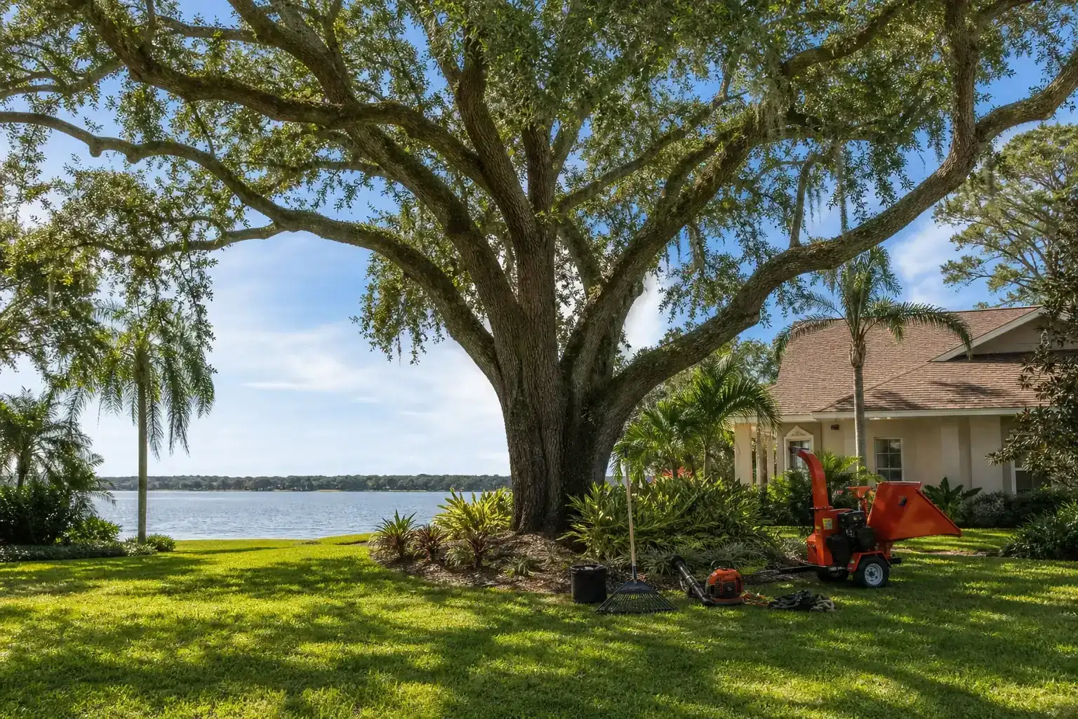 Mature Florida tree in a residential yard for residential tree services in daytona beach, fl tips Mature Florida tree in a residential yard for residential tree services in daytona beach, fl tips
