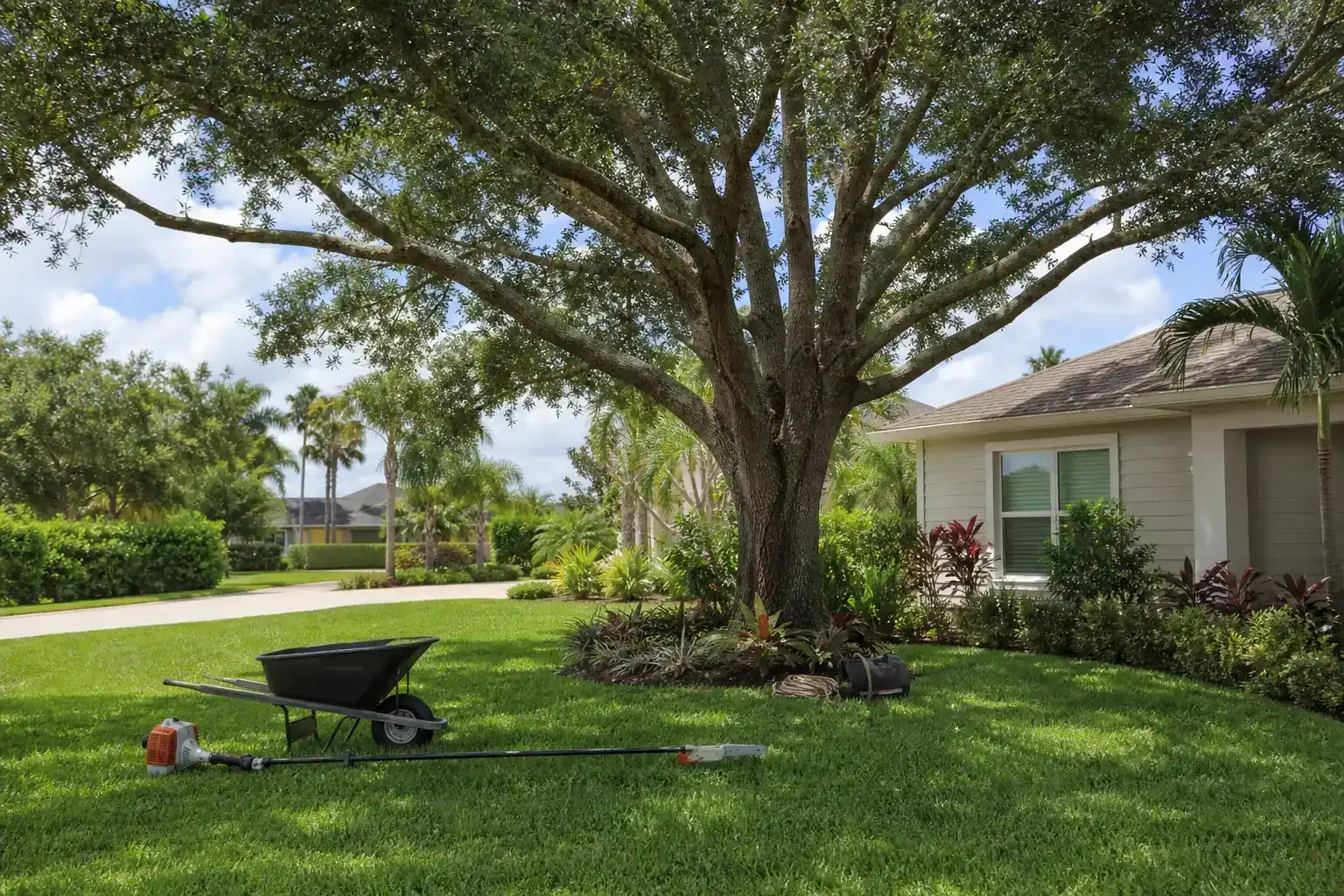 Mature Florida tree in a residential yard for residential tree services in port orange fl Mature Florida tree in a residential yard for residential tree services in port orange fl