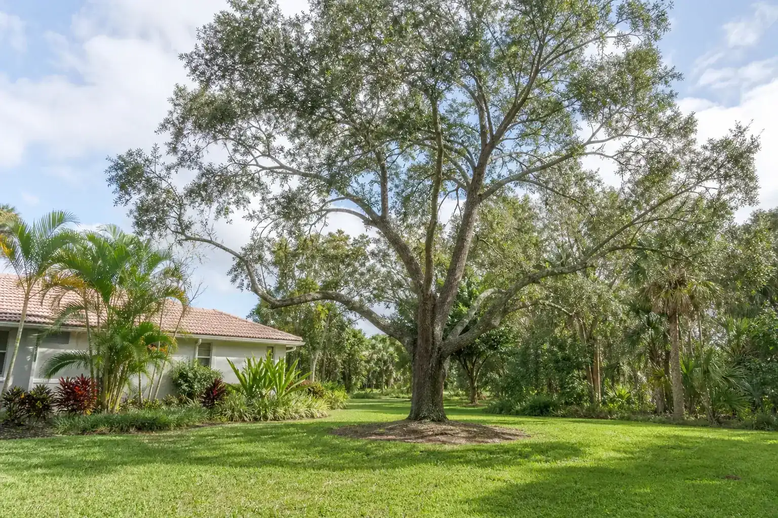 Mature Florida shade tree with branches ready for trimming during a discussion of professional tree trimming and pruning services Mature Florida shade tree with branches ready for trimming during a discussion of professional tree trimming and pruning services