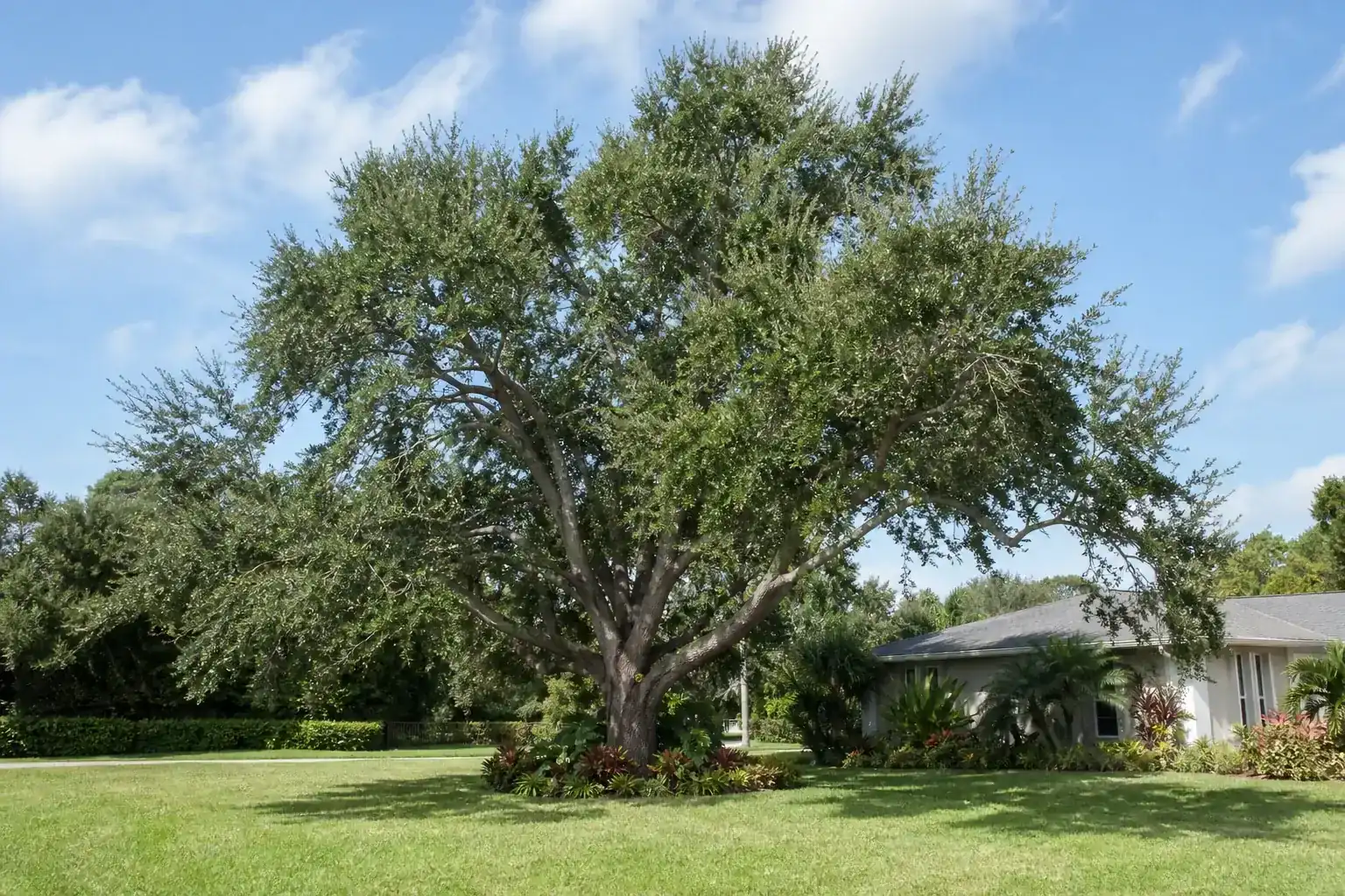 Mature Florida shade tree with branches ready for trimming for residential tree trimming daytona beach fl Mature Florida shade tree with branches ready for trimming for residential tree trimming daytona beach fl