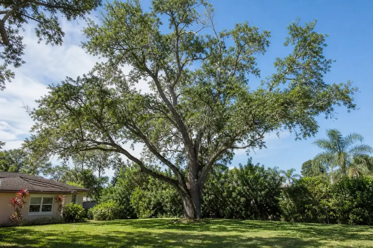 Mature Florida shade tree with branches ready for trimming during a discussion of why tree trimming is a must in daytona beach, fl and beyond Mature Florida shade tree with branches ready for trimming during a discussion of why tree trimming is a must in daytona beach, fl and beyond