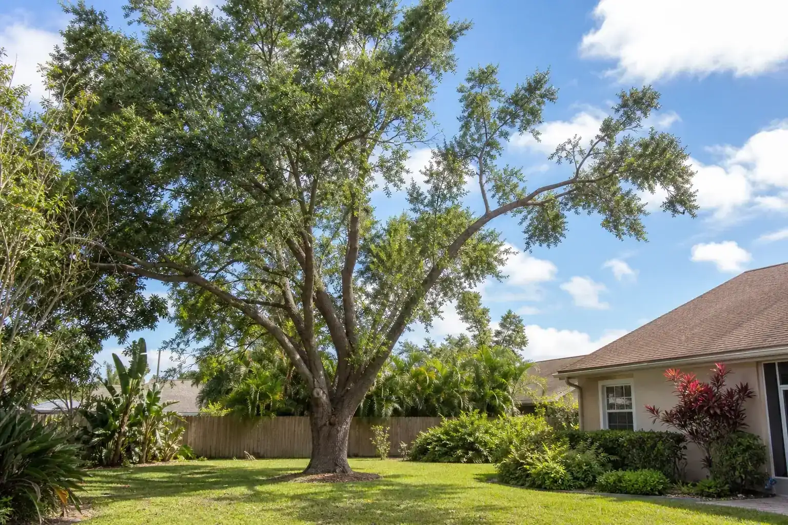 Mature Florida shade tree with branches ready for trimming during a discussion of key benefits of trimming for homeowners in daytona beach, fl