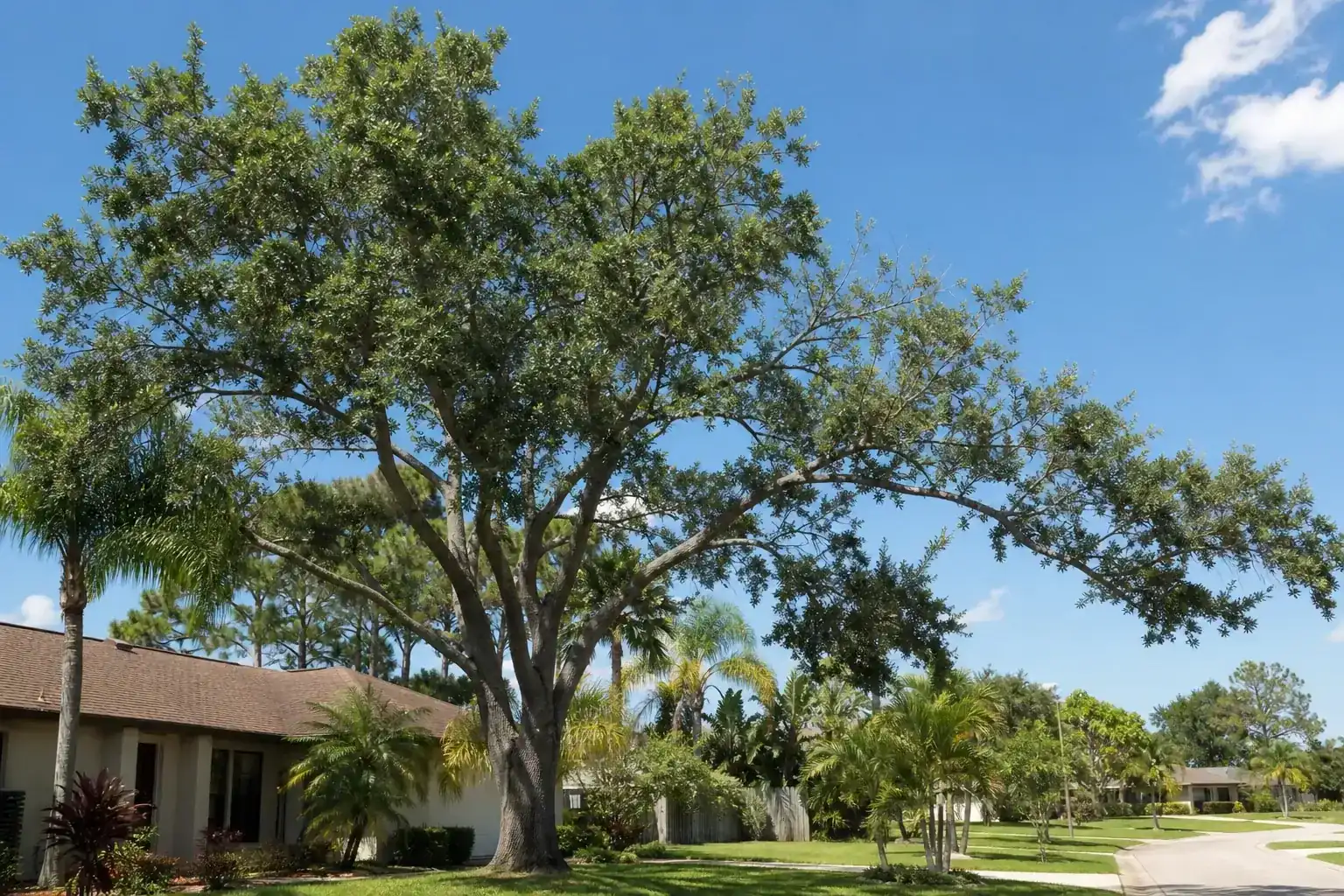 Mature Florida shade tree with branches ready for trimming illustrating the importance of regular residential tree trimming in daytona beach, fl