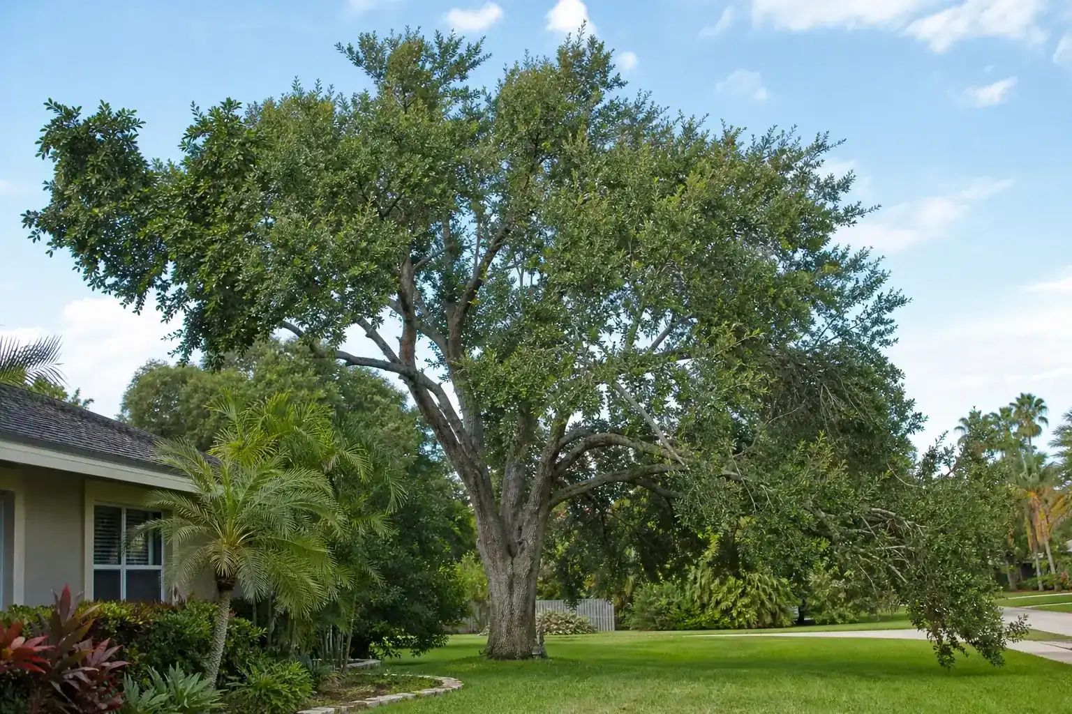 Mature Florida shade tree with branches ready for trimming during a discussion of choosing certified residential tree trimming experts in florida