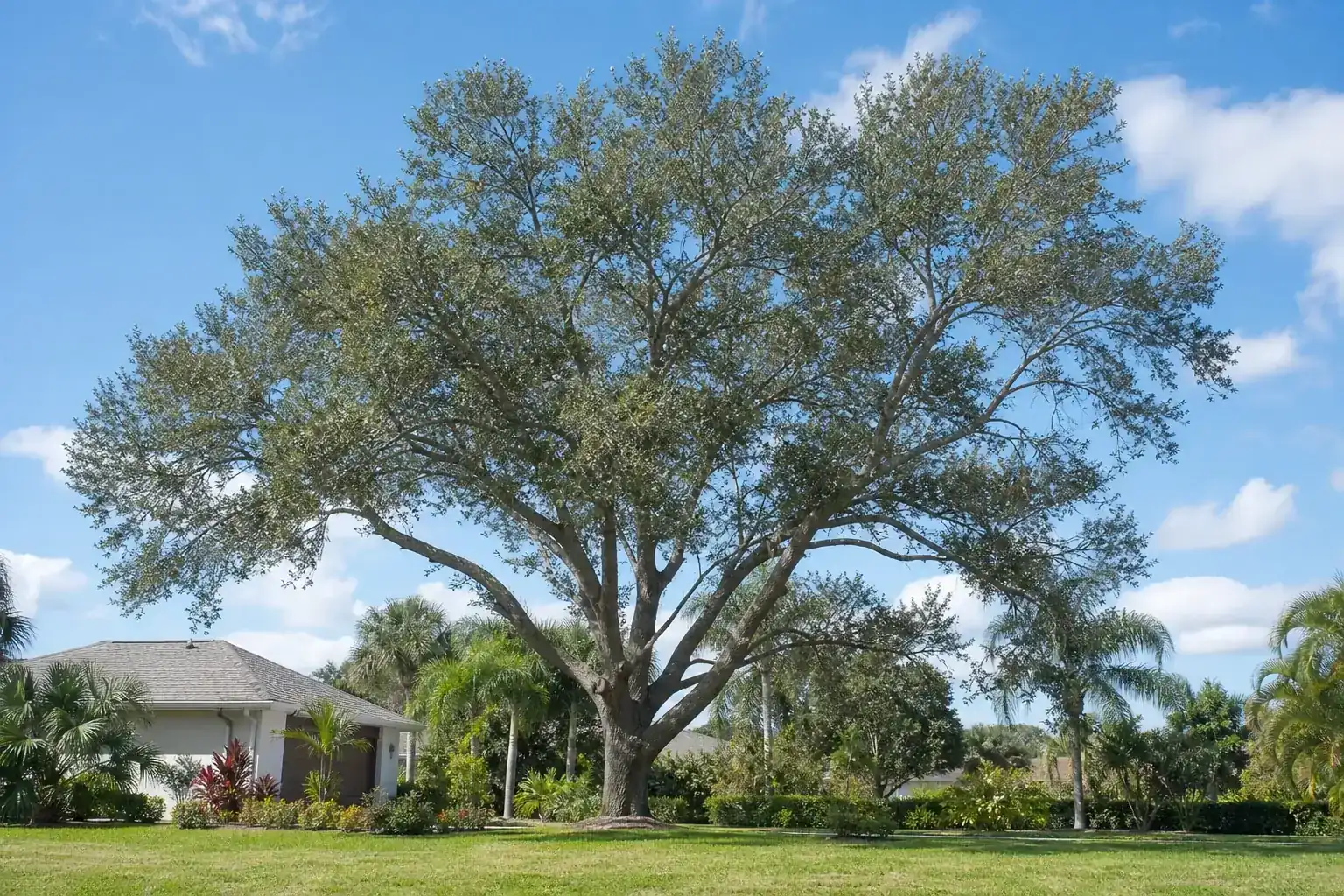 Mature Florida shade tree with branches ready for trimming for residential tree trimming in daytona beach fl