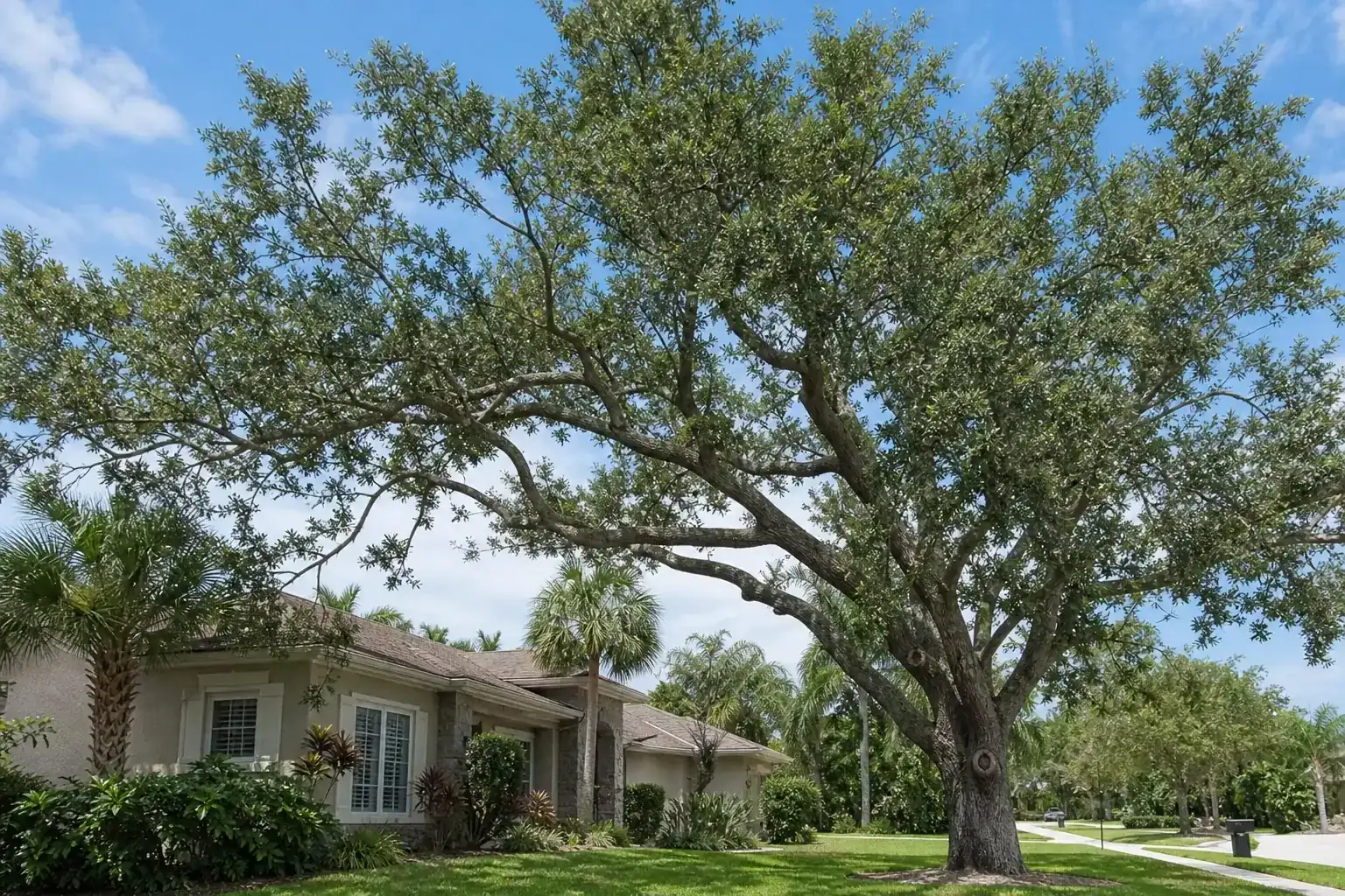 Mature Florida shade tree with branches ready for trimming illustrating importance of residential tree trimming in daytona beach, fl