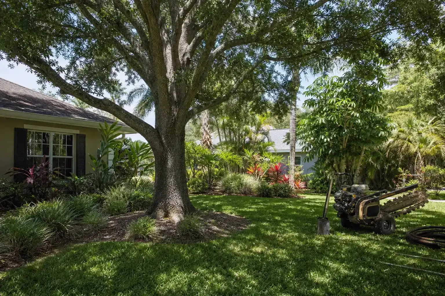 Mature Florida tree in a residential yard during a discussion of importance for commercial site development