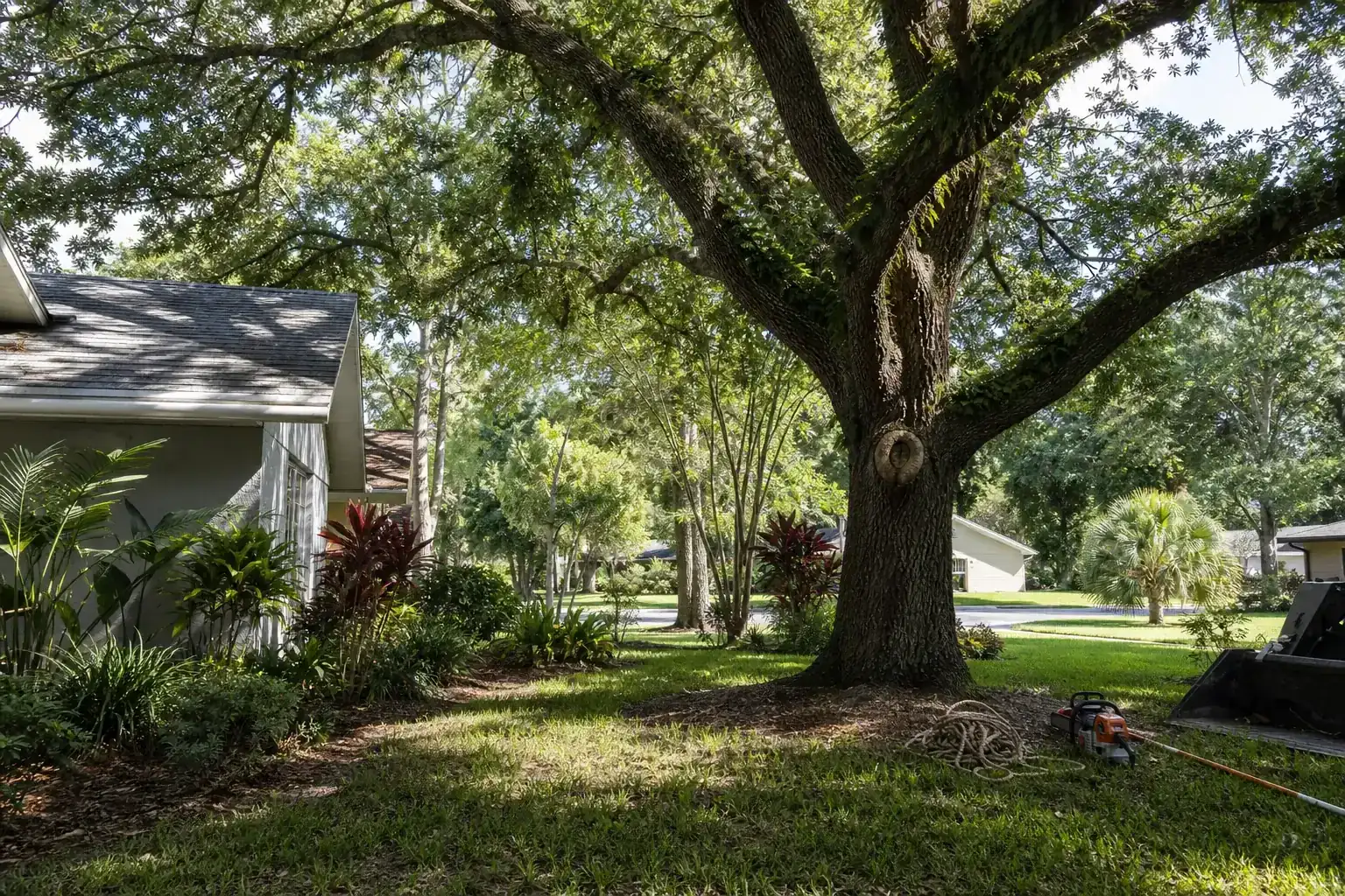 Mature Florida tree in a residential yard during a discussion of signs your tree needs immediate attention