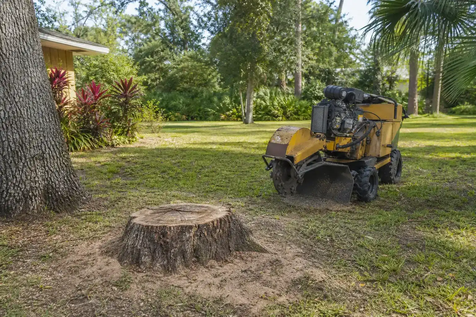 Tree stump and stump grinder in a Florida yard during a discussion of the risks of leaving tree stumps in playground areas