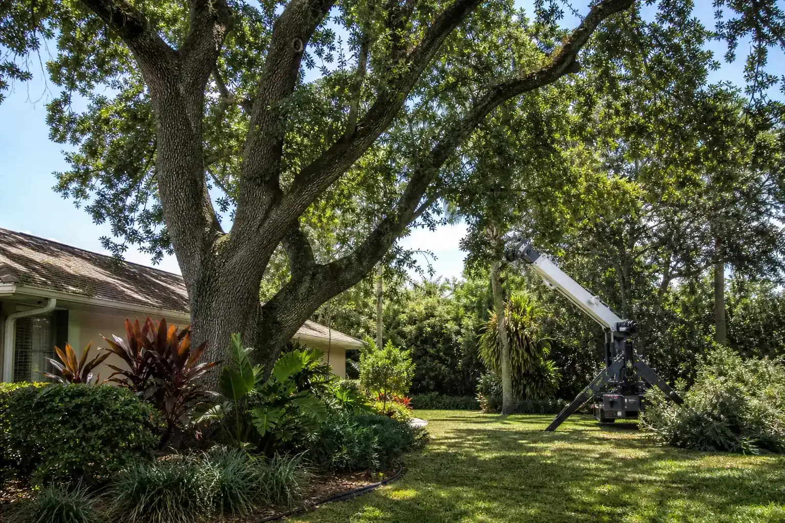Mature Florida tree in a residential yard during a discussion of benefits of choosing crane tree removal in daytona beach, fl Mature Florida tree in a residential yard during a discussion of benefits of choosing crane tree removal in daytona beach, fl