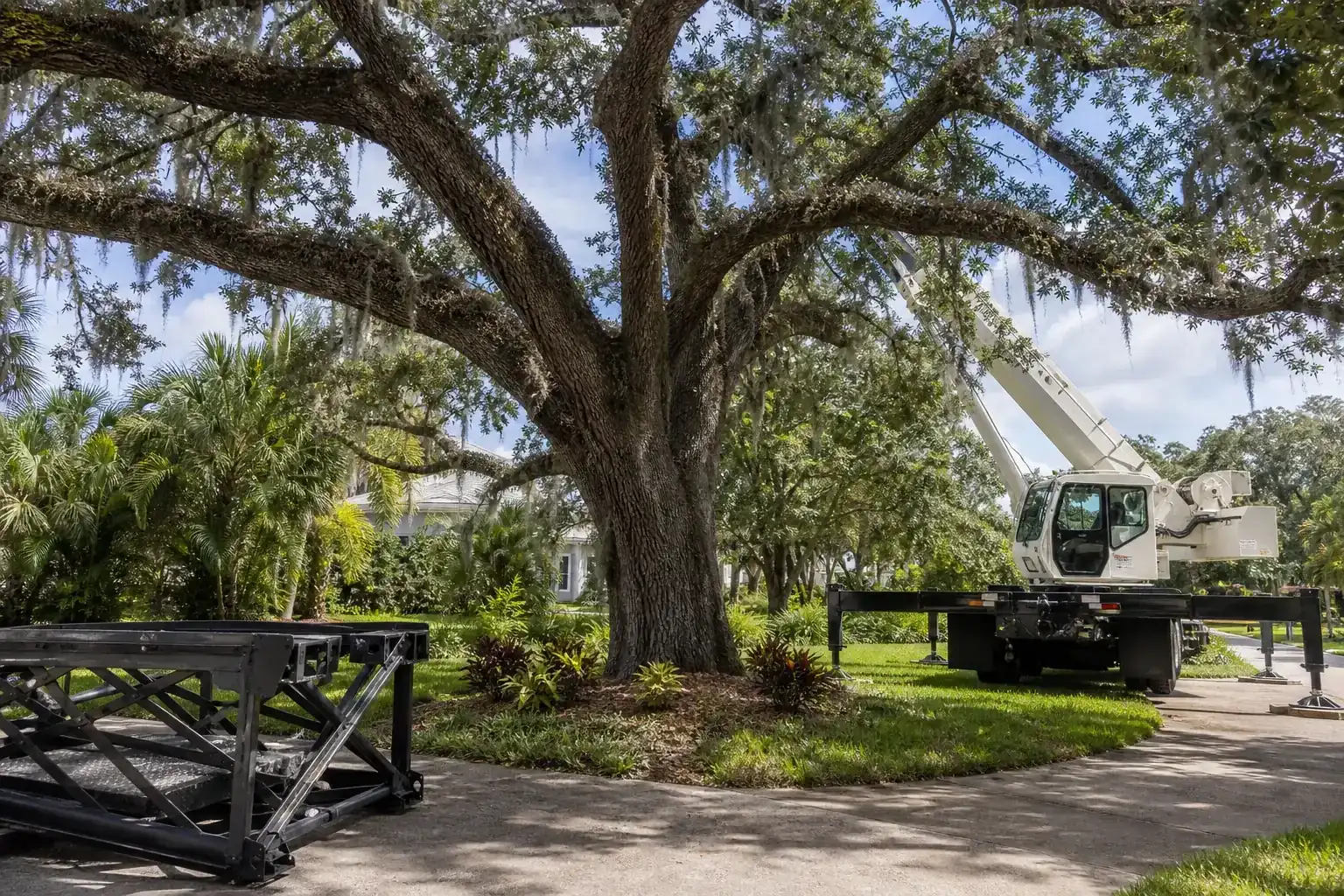 Mature Florida tree in a residential yard illustrating understanding crane-assisted tree removal services in fl Mature Florida tree in a residential yard illustrating understanding crane-assisted tree removal services in fl