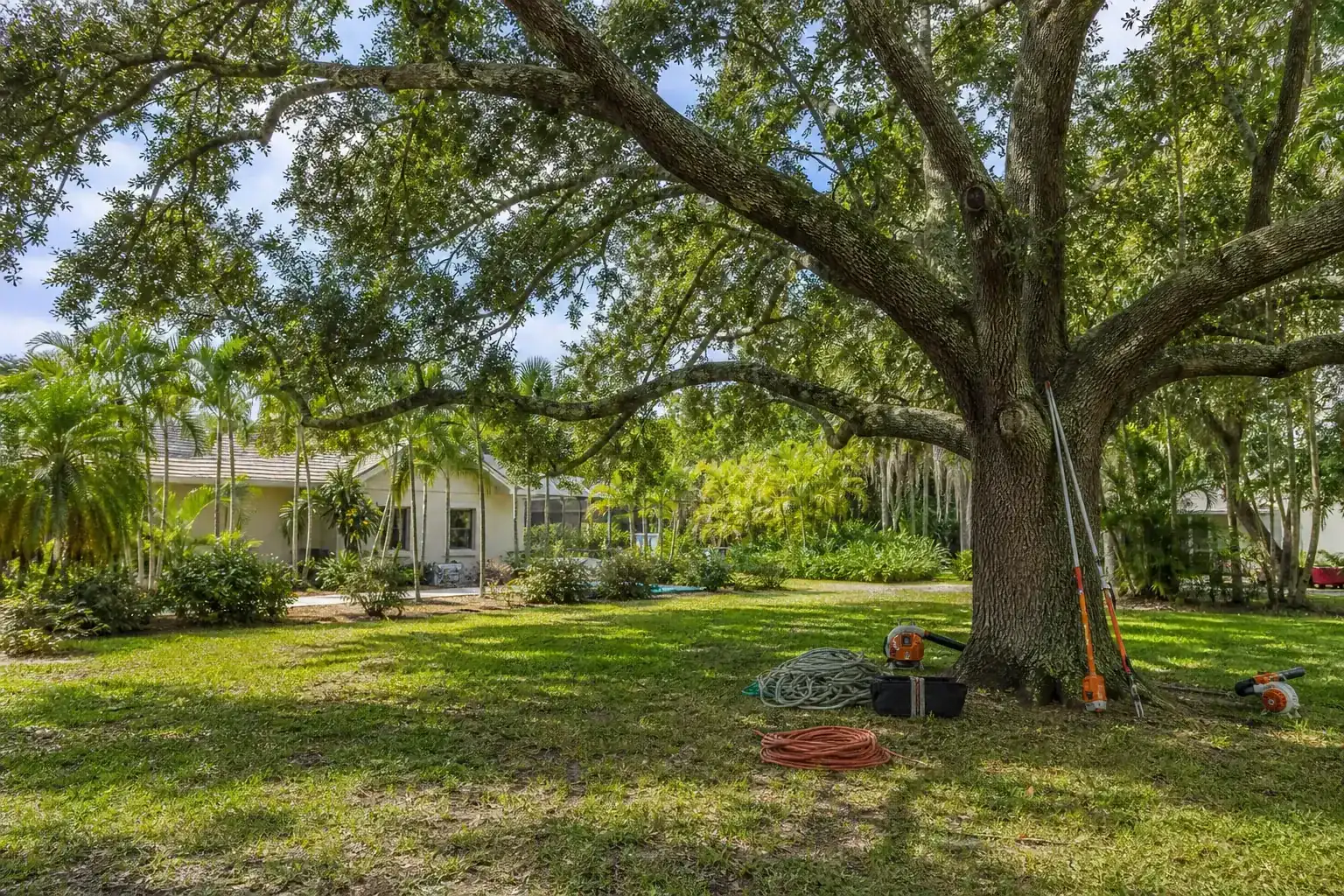 Mature Florida tree in a residential yard during a discussion of criteria used to select top tree project examples in daytona beach, fl Mature Florida tree in a residential yard during a discussion of criteria used to select top tree project examples in daytona beach, fl
