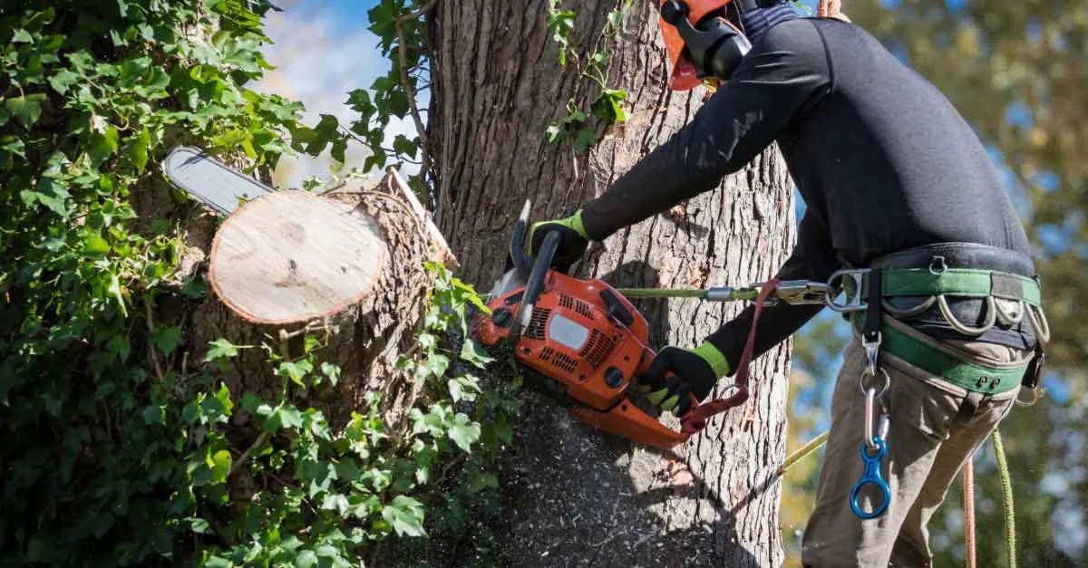 Trees and tree care related to Top Commercial Tree Projects in Daytona Beach, FL Trees and tree care related to Top Commercial Tree Projects in Daytona Beach, FL