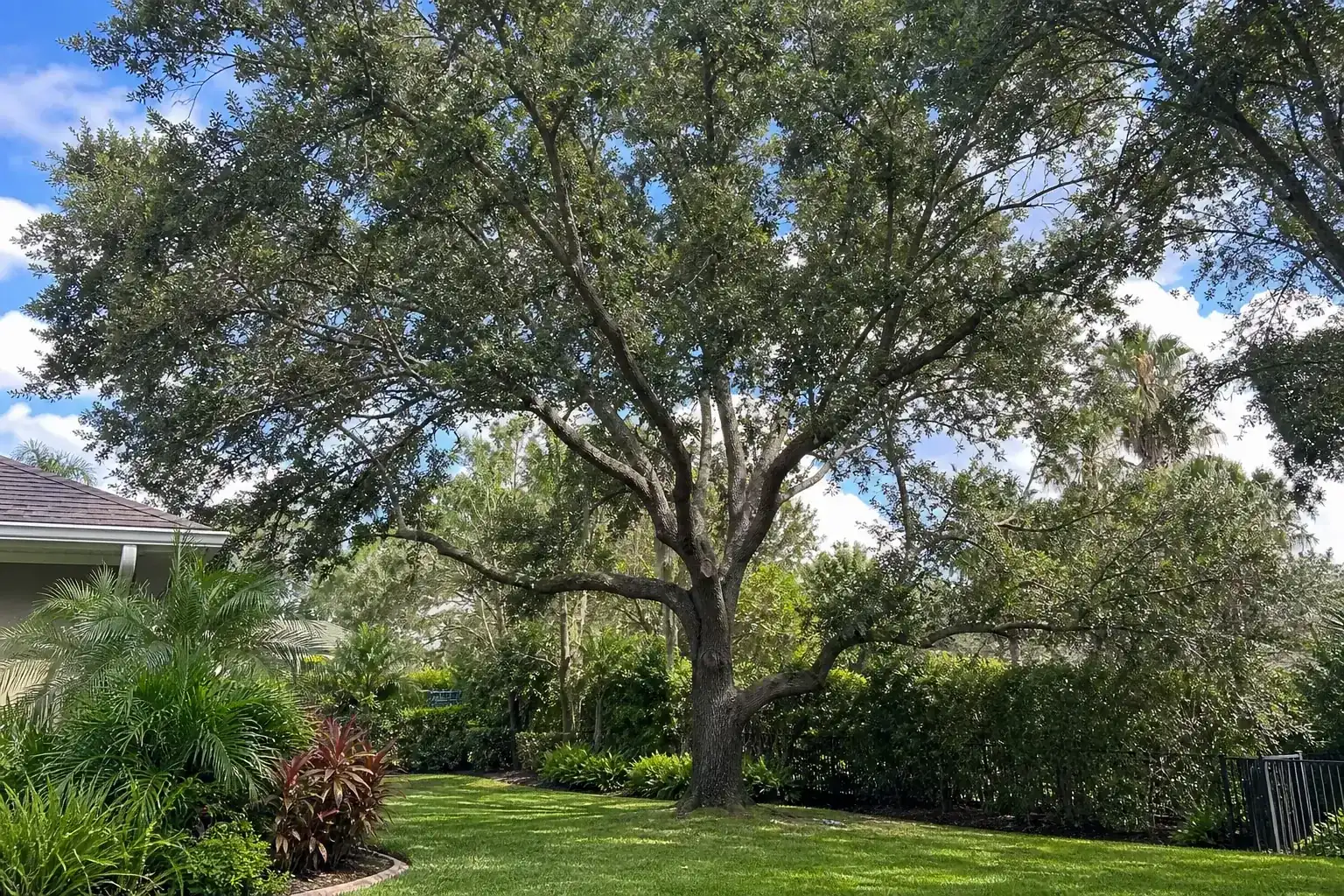 Mature Florida shade tree with branches ready for trimming during a discussion of benefits of hiring professional tree trimmers in daytona beach, fl Mature Florida shade tree with branches ready for trimming during a discussion of benefits of hiring professional tree trimmers in daytona beach, fl