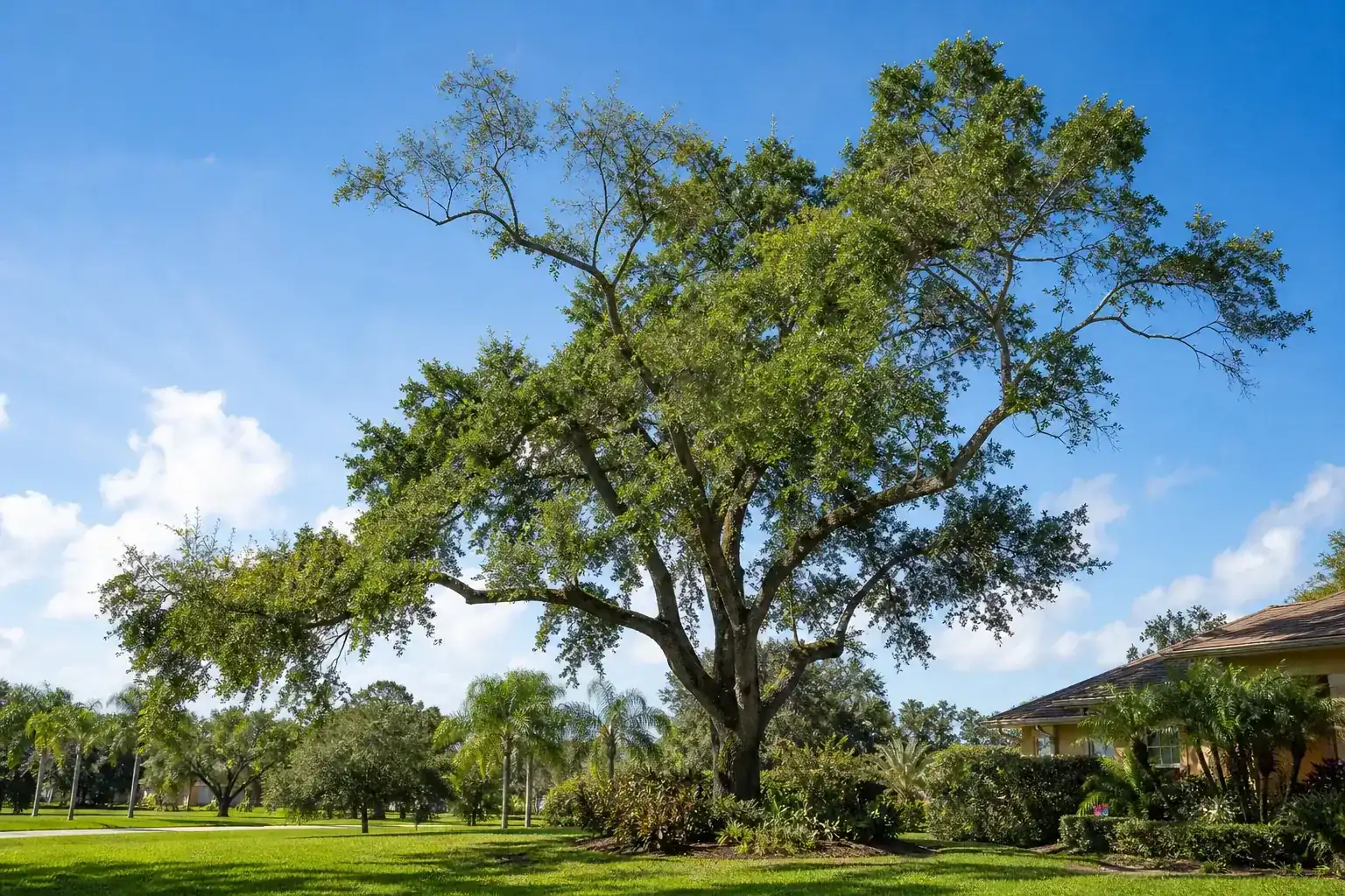 Mature Florida shade tree with branches ready for trimming for top-rated tree trimming in central fl Mature Florida shade tree with branches ready for trimming for top-rated tree trimming in central fl