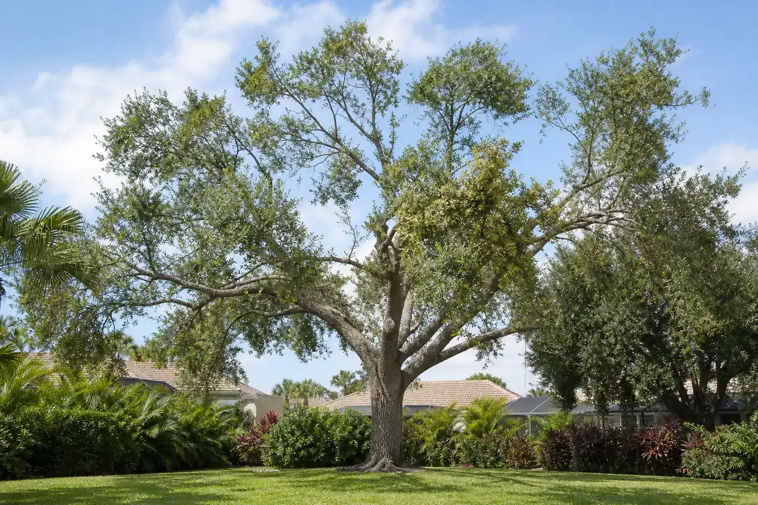 Mature Florida shade tree with branches ready for trimming illustrating overview of tree trimming services in central fl Mature Florida shade tree with branches ready for trimming illustrating overview of tree trimming services in central fl